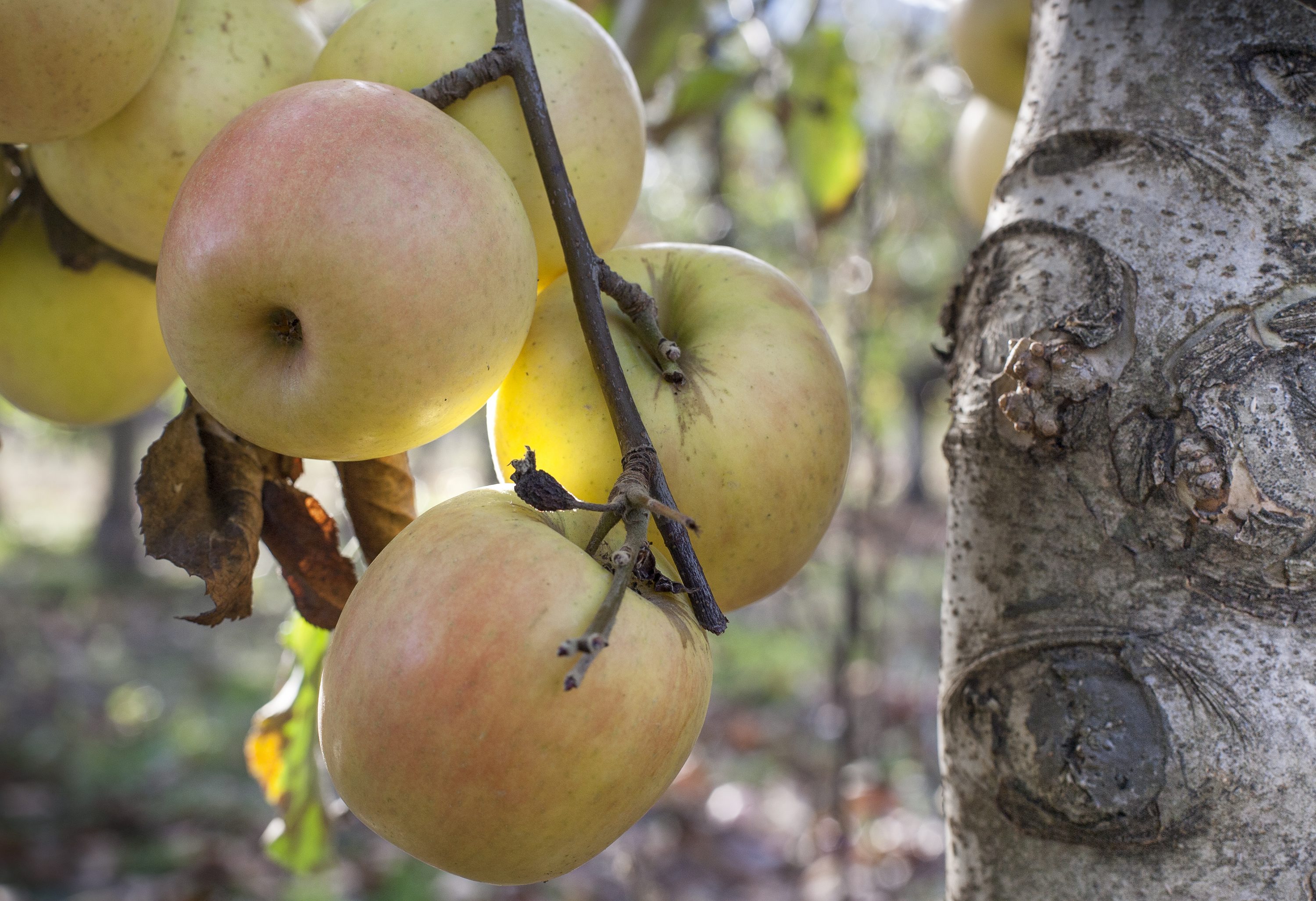 Vrgorac, Jonagold jabuke