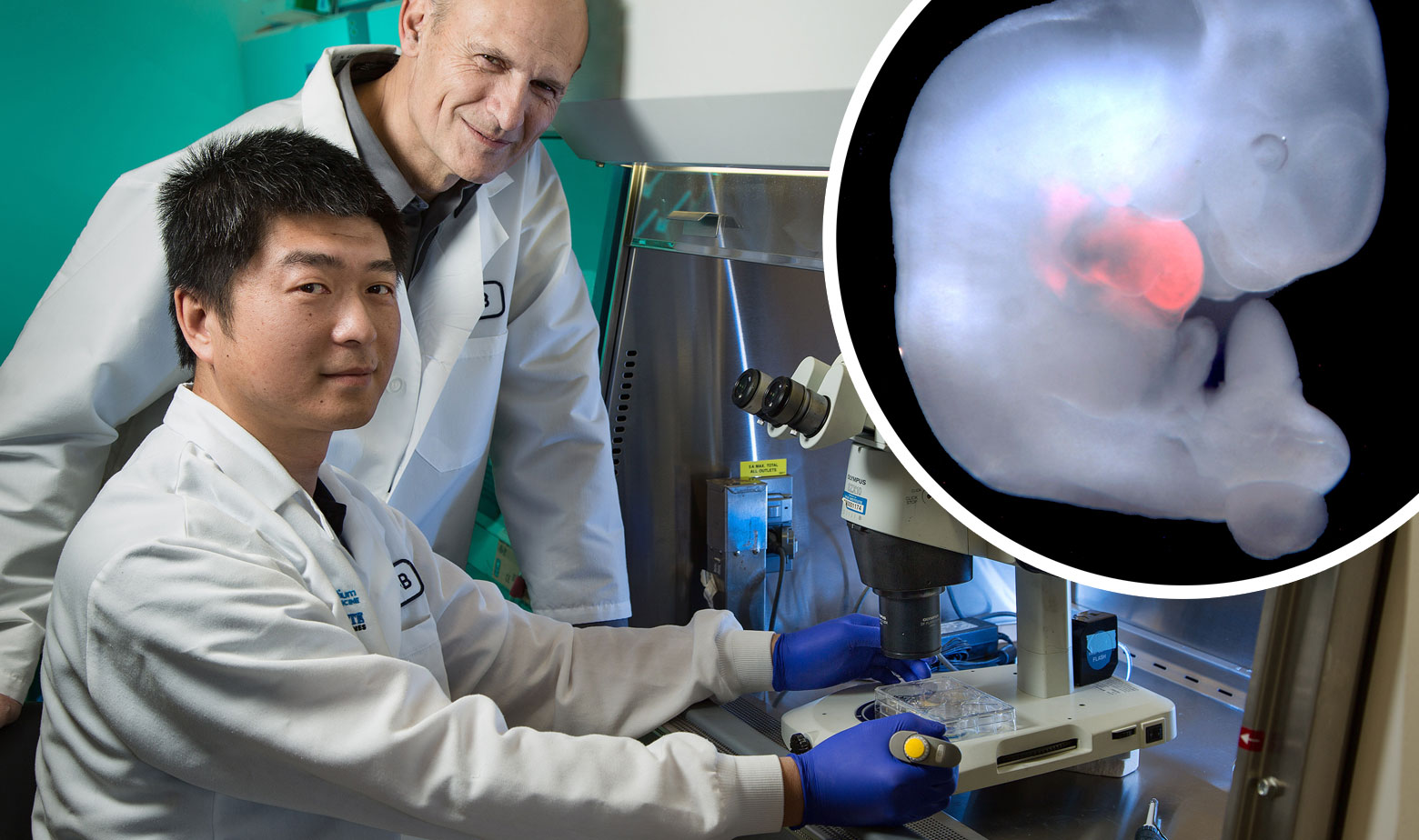 Juan Carlos Izpisua Belmonte i Jun Wu. U krugu: Zametak himere štakora i miša