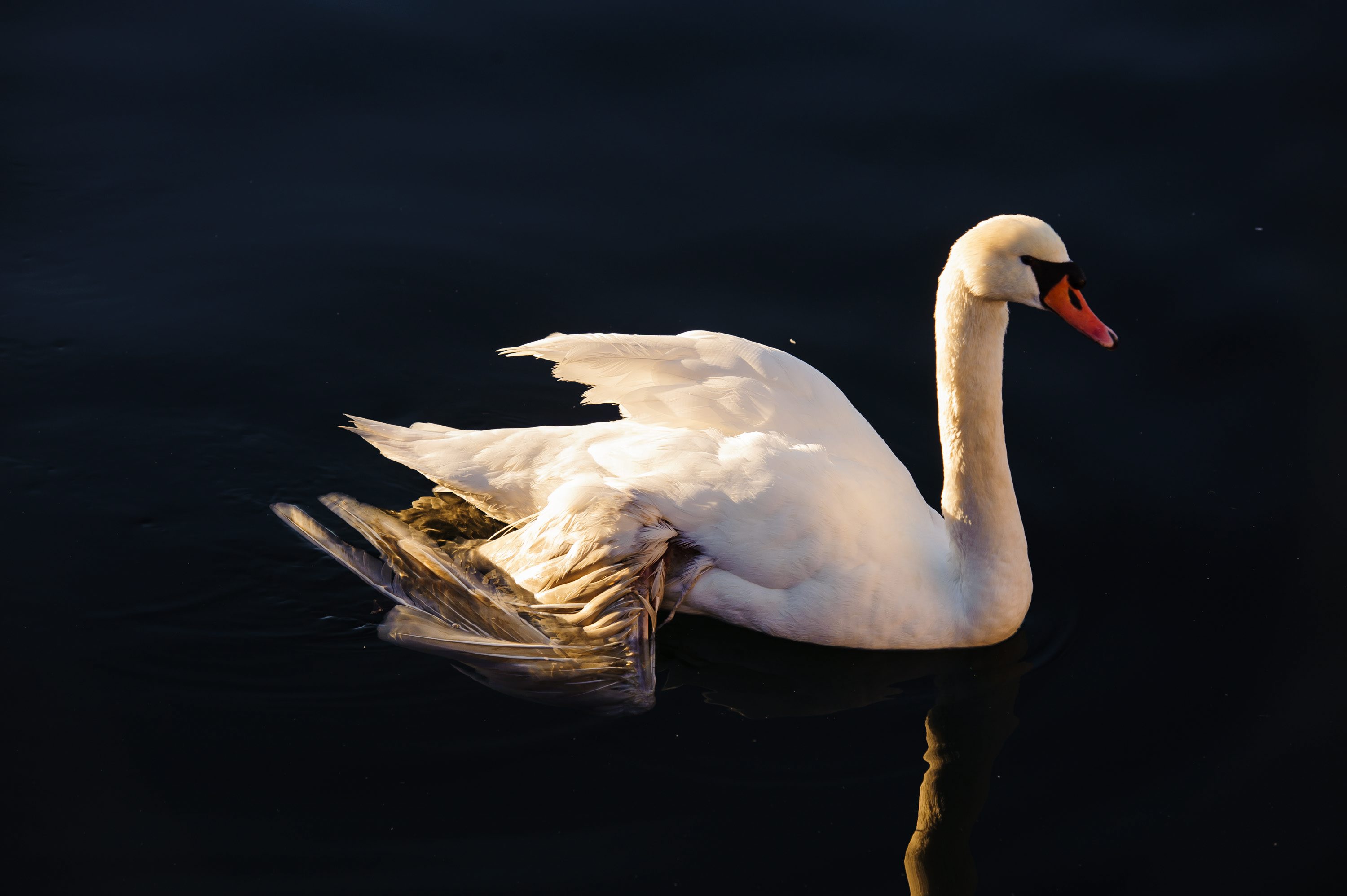Voditelj Sokolarskog centra u Dubravi kod Šibenika Emilio Menđušić uz pomoć policije jutros je iz mora spasio labuda slomljenog krila