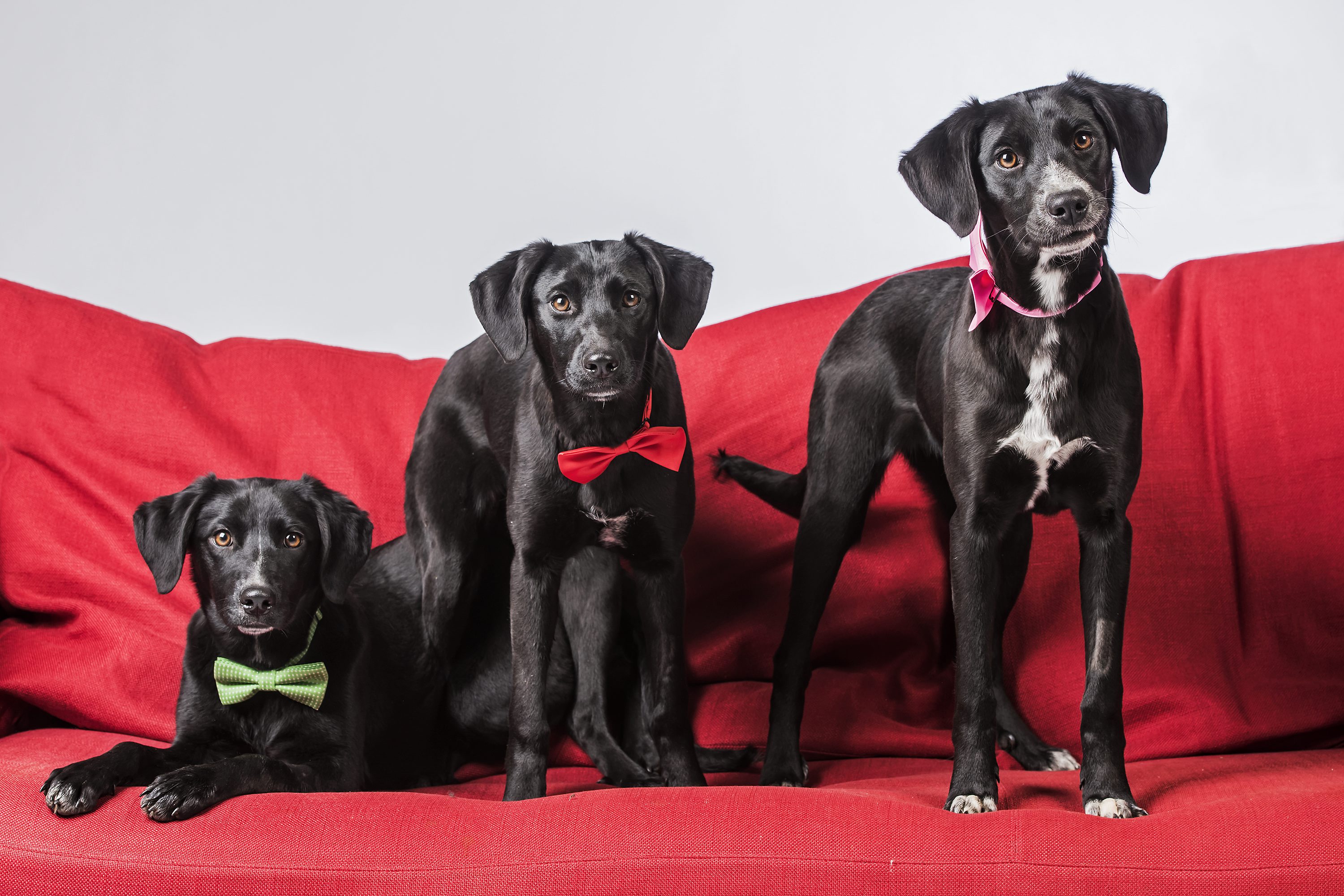 psi_udomljavanje4-040117