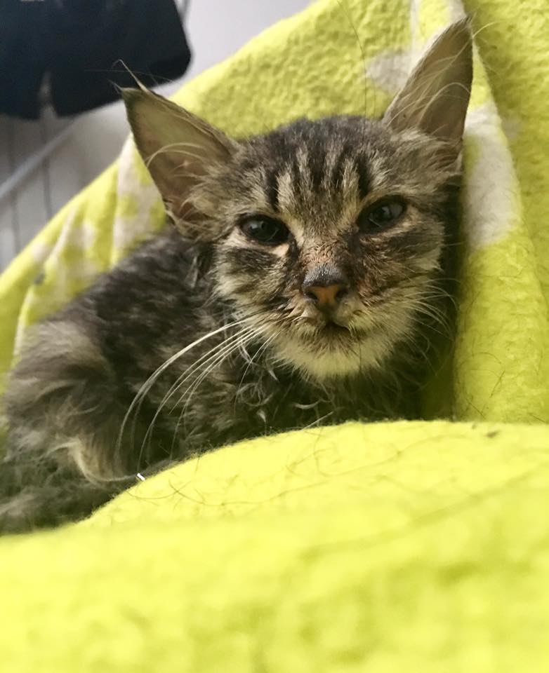 22365637_10155750927778770_7474083945441489829_n