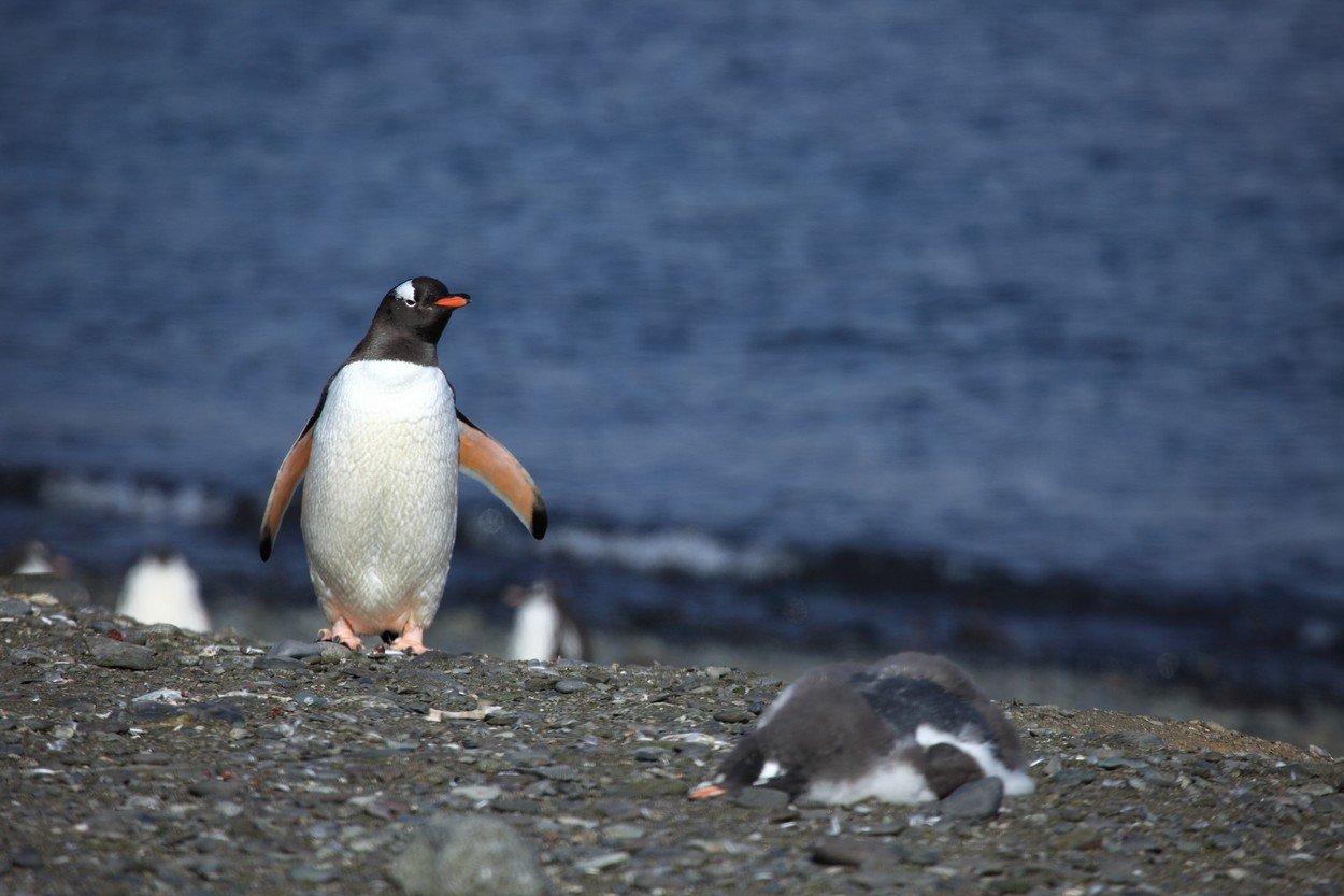 profimedia-0337568680