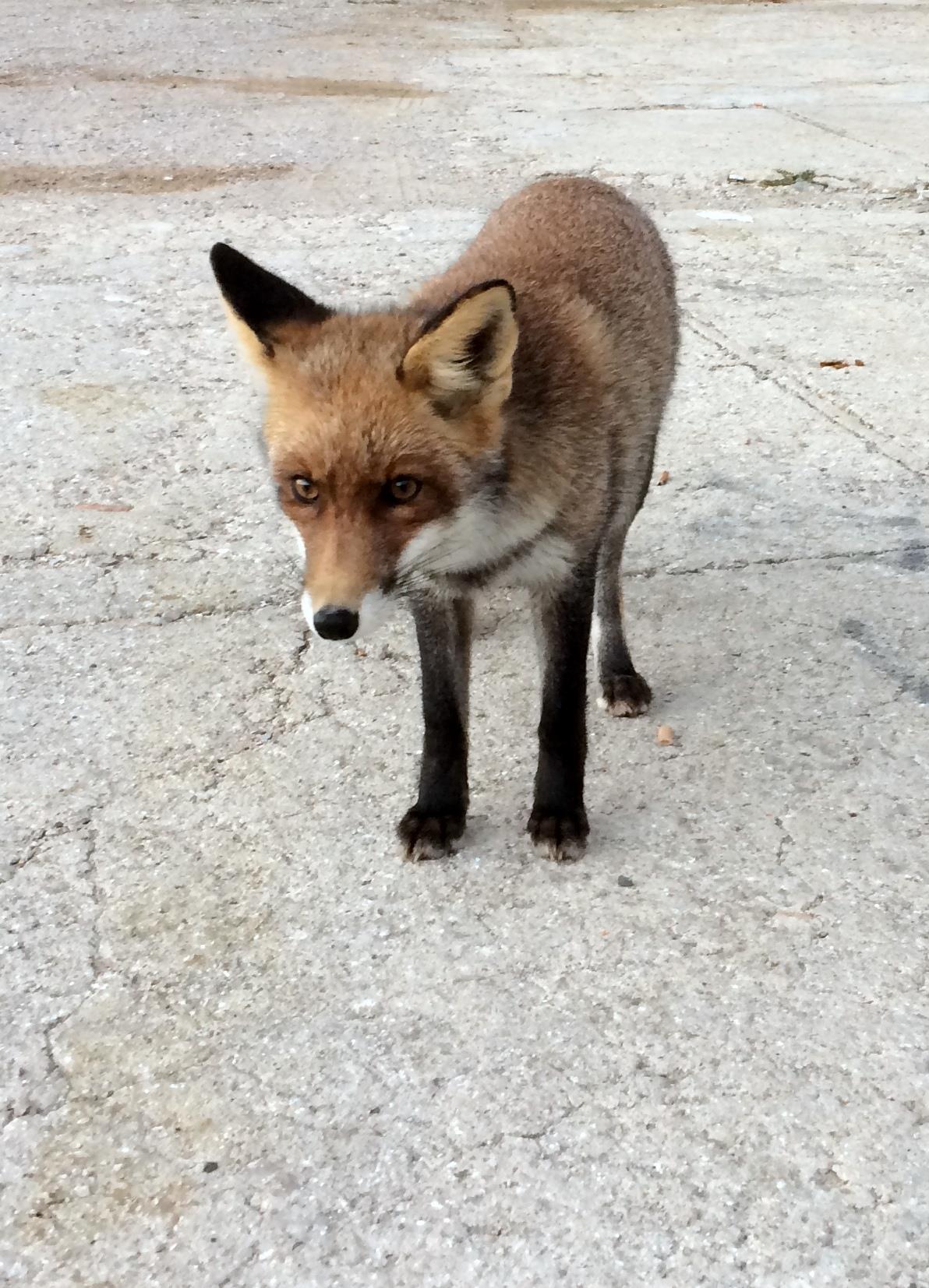 22339568_10214605154302566_1644327329123962534_o