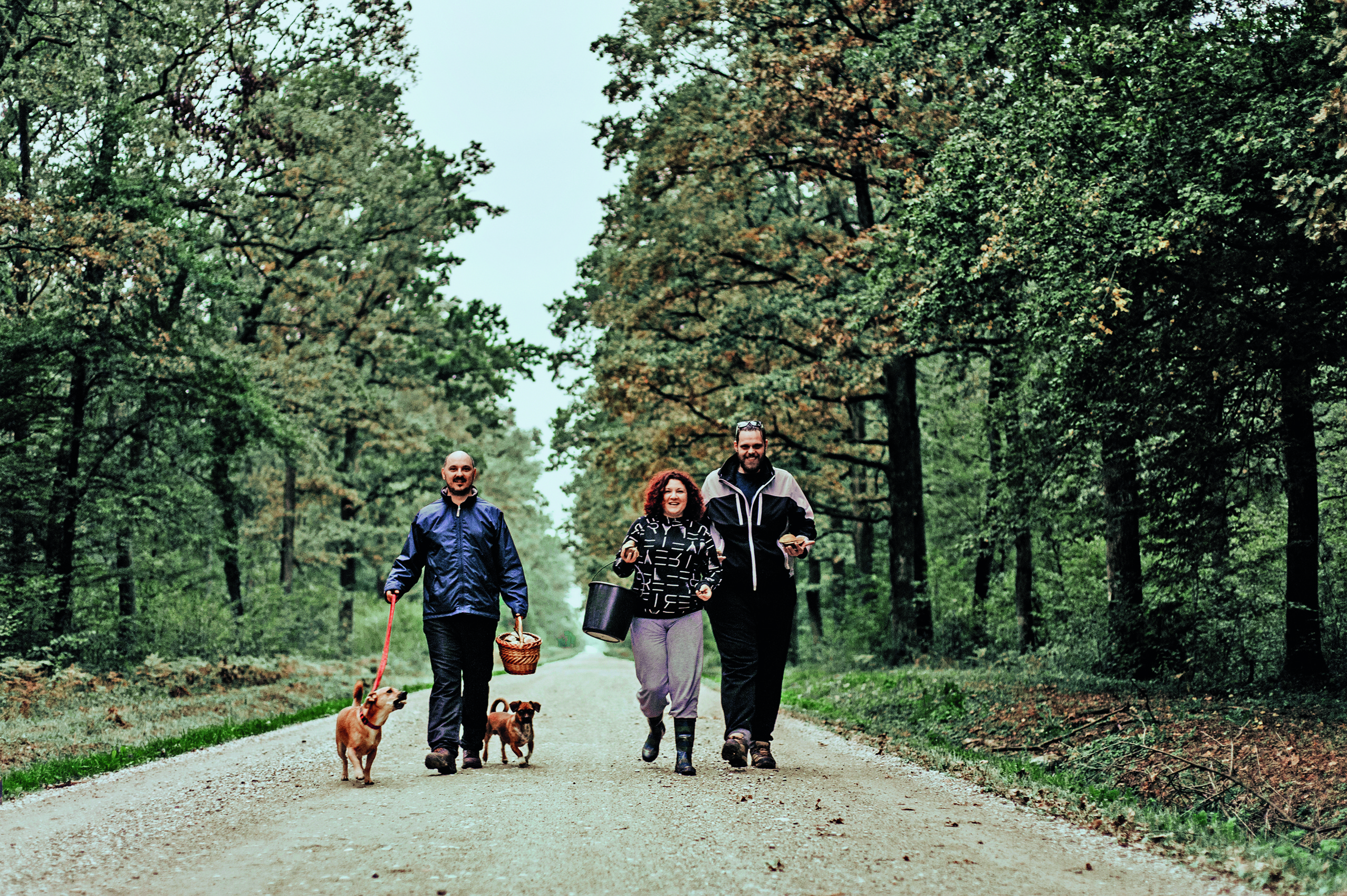 U potrezi za omiljenim gljivama.