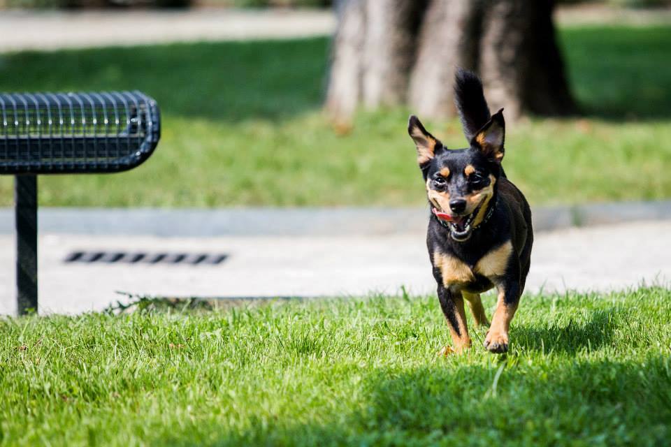 22237077_10154922964606074_1157050557_n