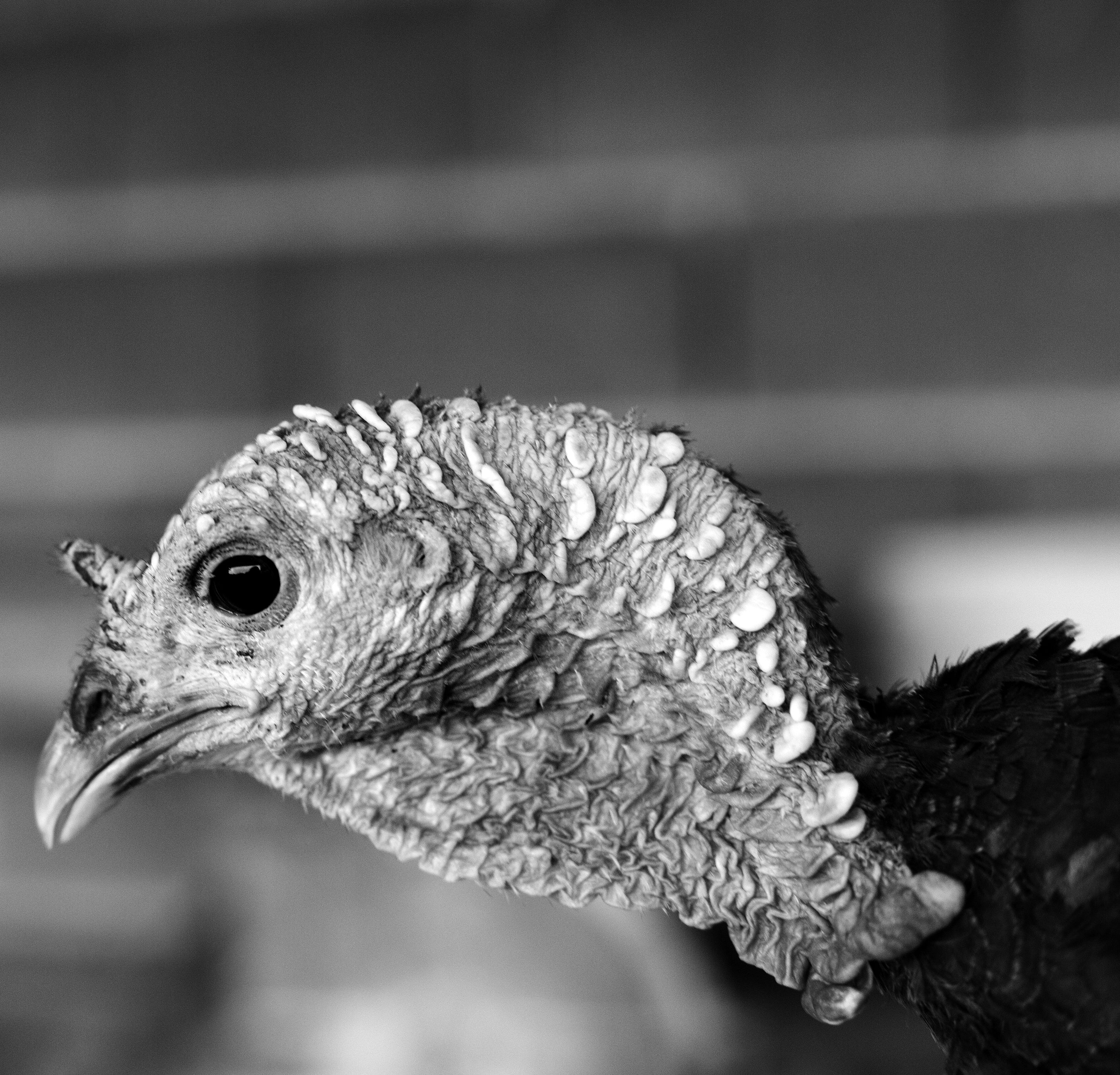 Pravi zagorski puran.