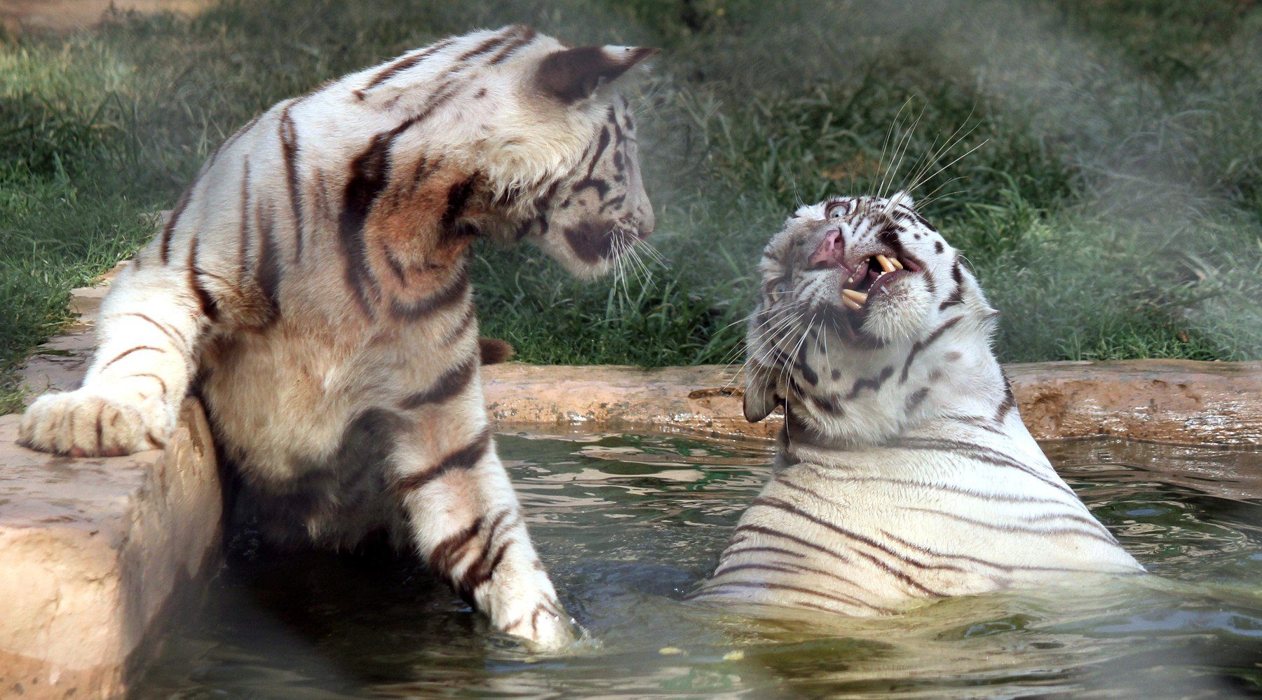Ilustracija, mladunci bengalskog tigra