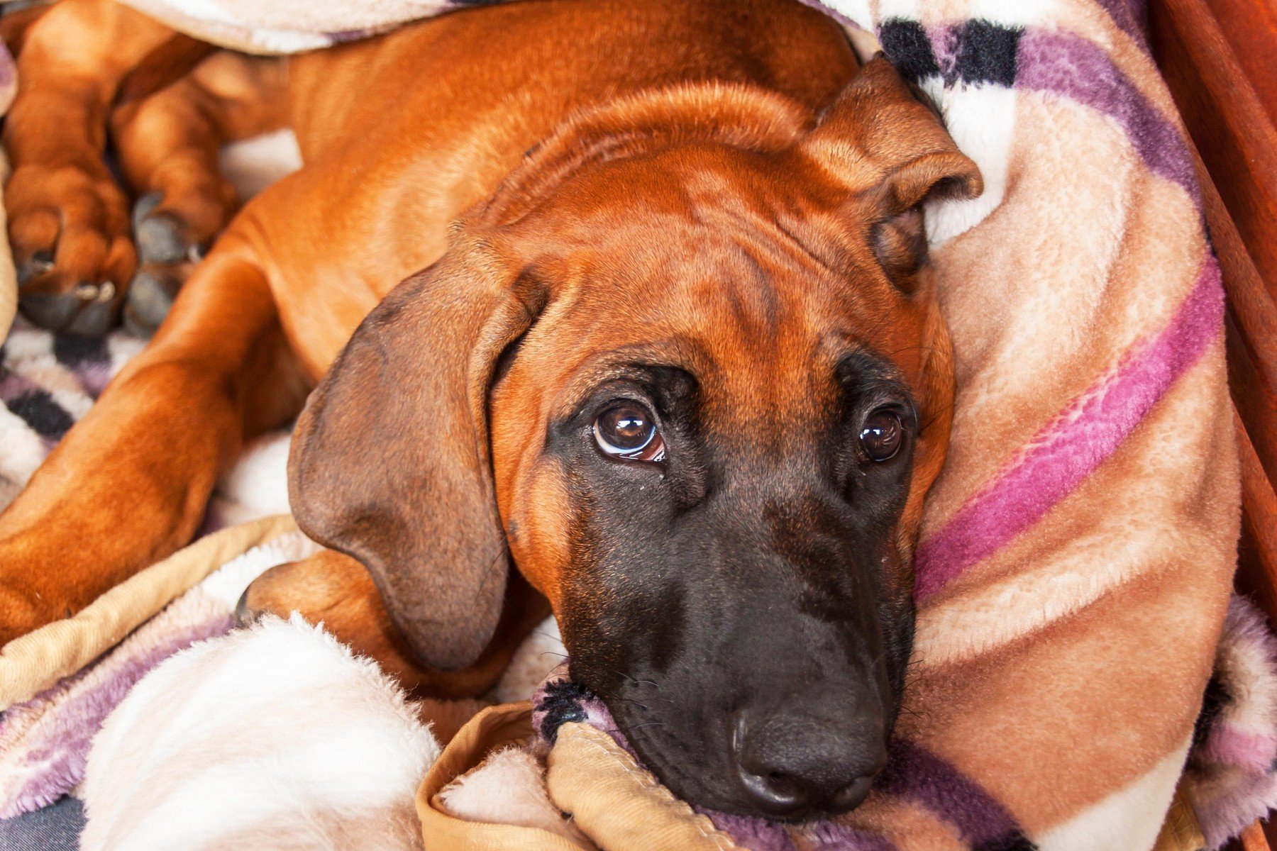 Ilustracija: Rodezijski gonič