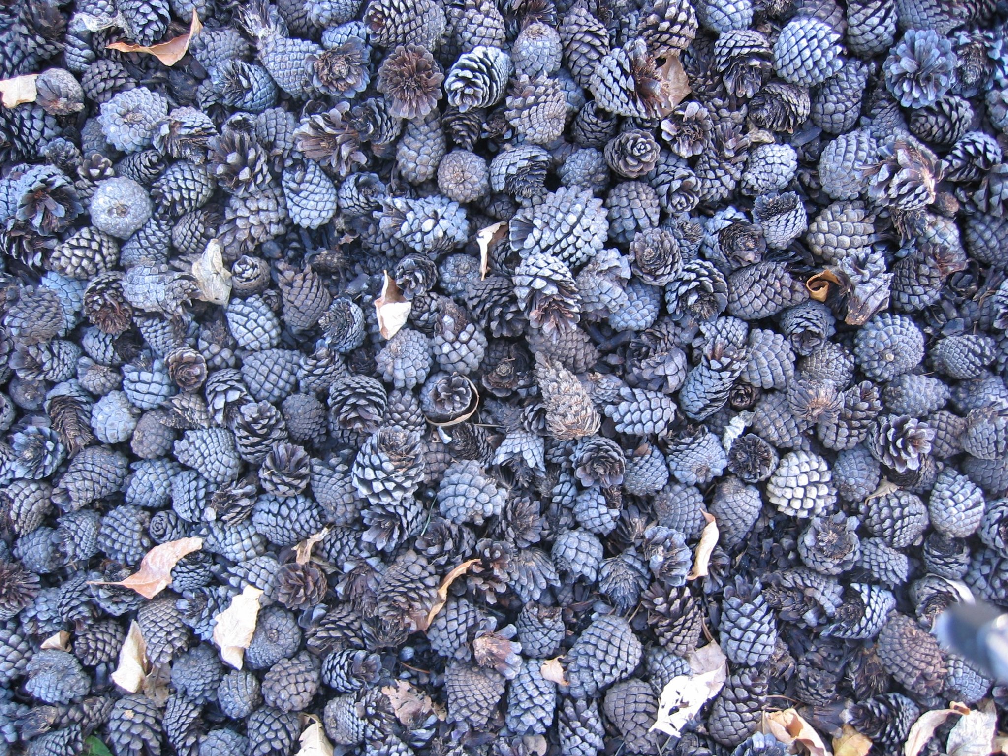 2848519f8d4970c5_4430553022_32cda8c902_o