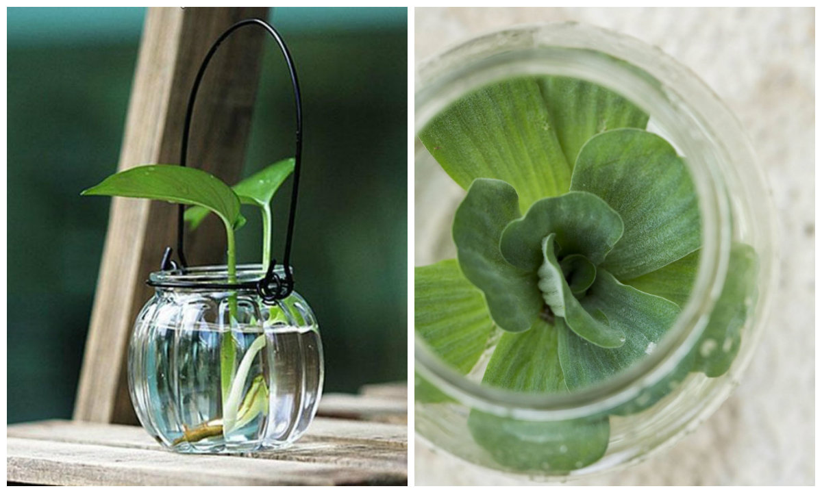 vodene biljke collage