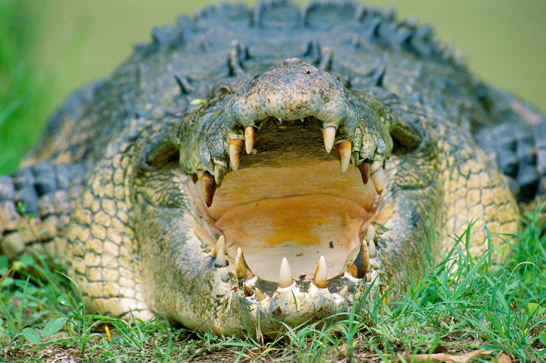 Ilustracija: Morski ili indopacifički krokodil