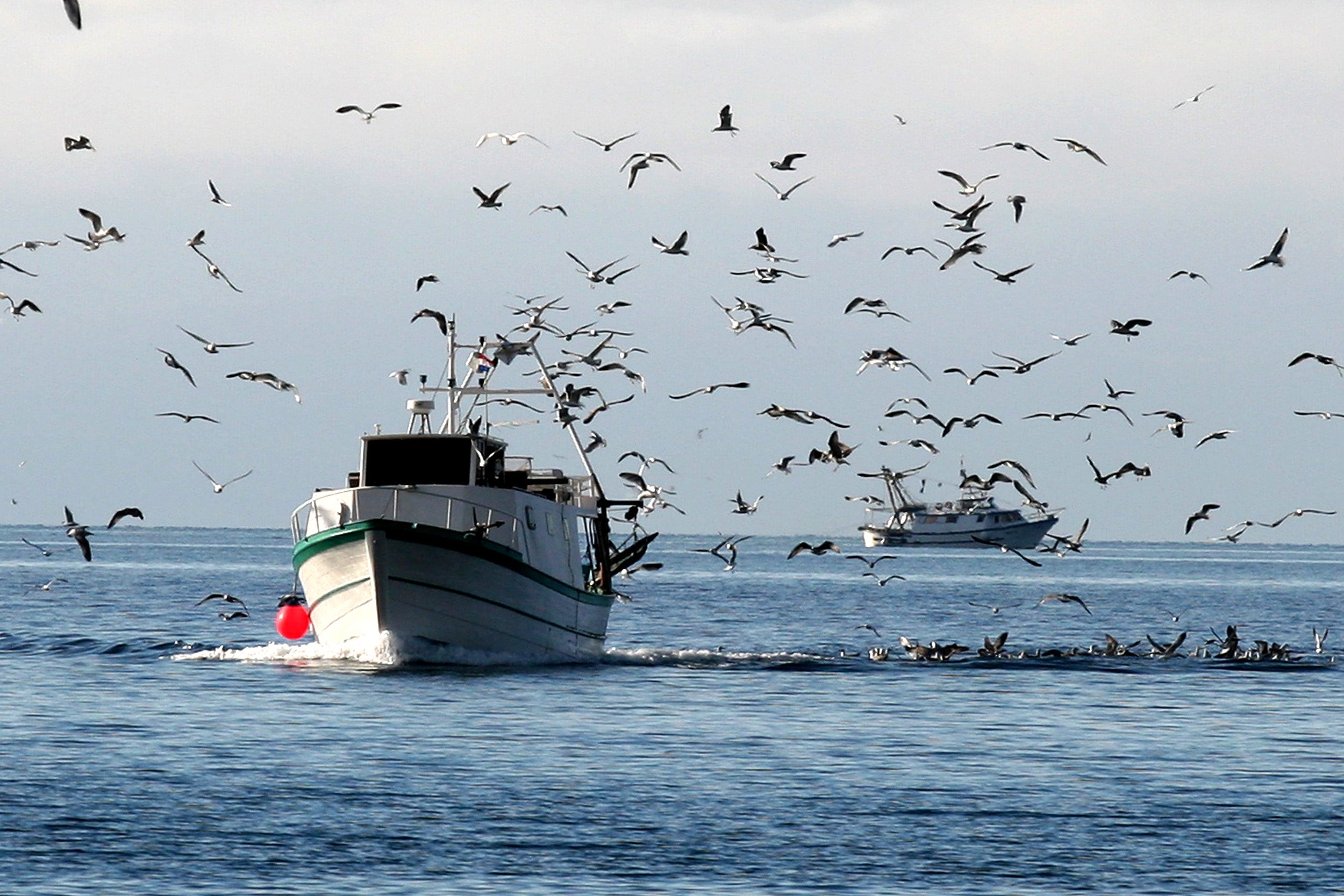 koca_galebovi-070108