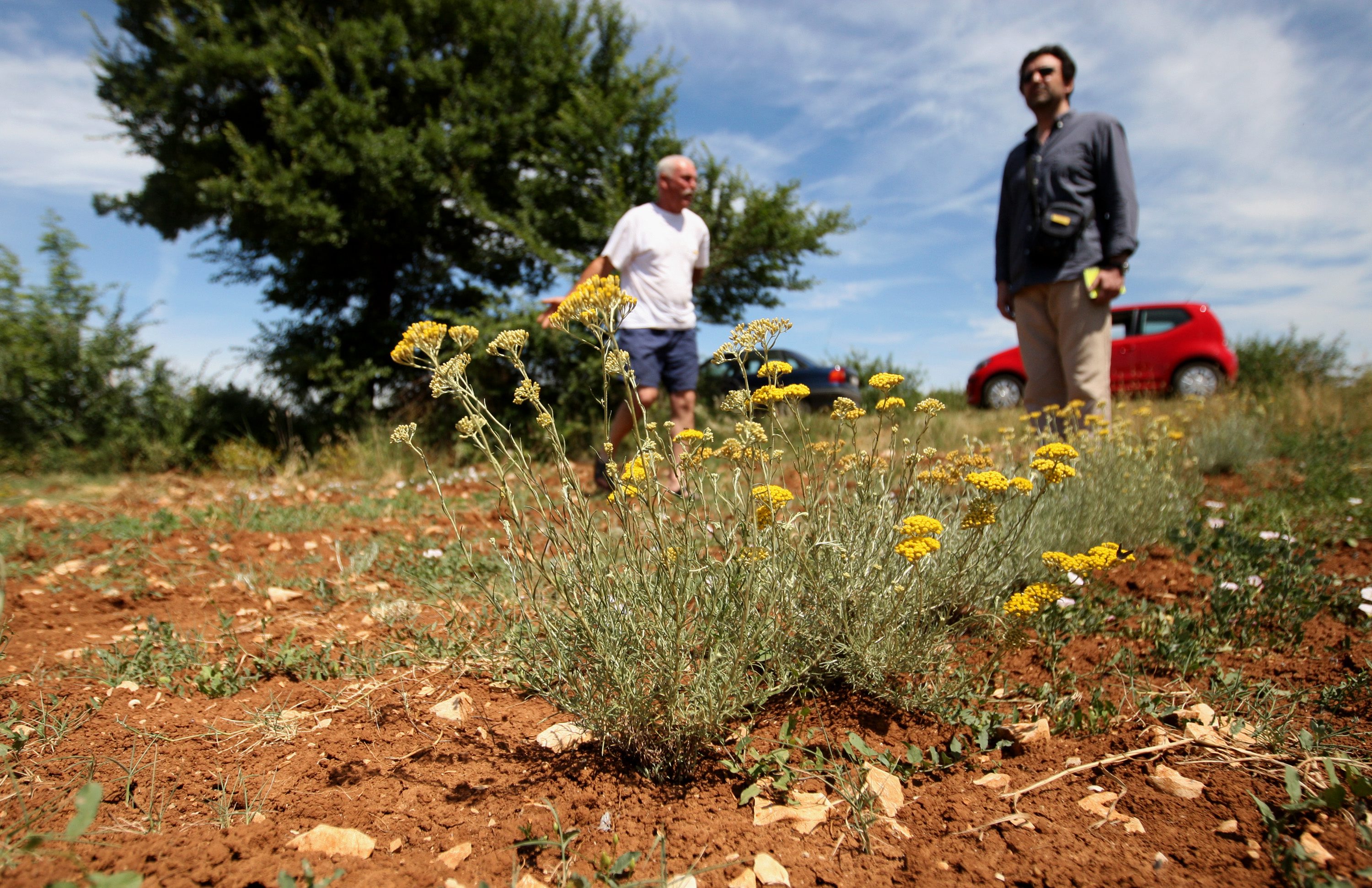 Ilustracija: polje smilja u Nadinu