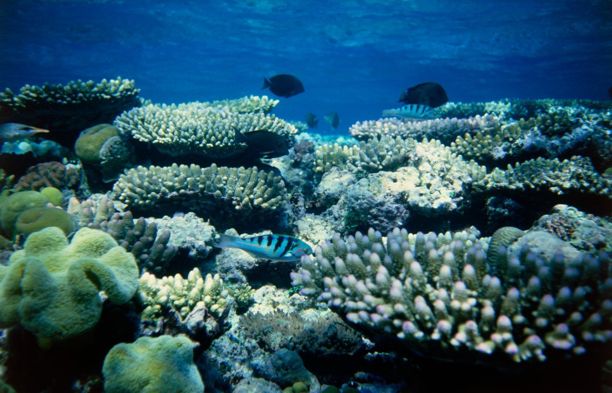 Veliki koraljni greben, ilustracija