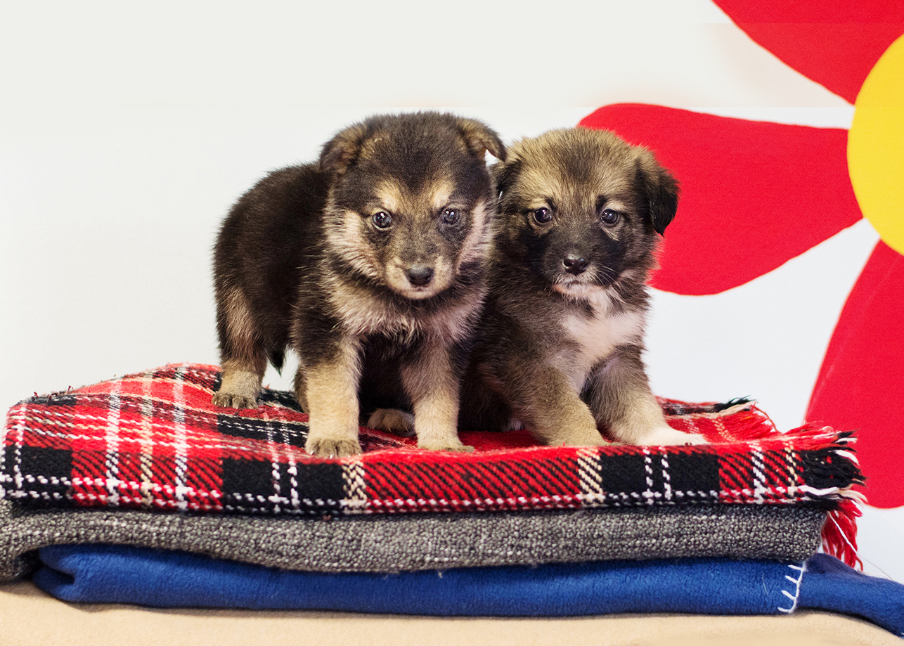 Stenci Emily i Leonard iz Dumovca