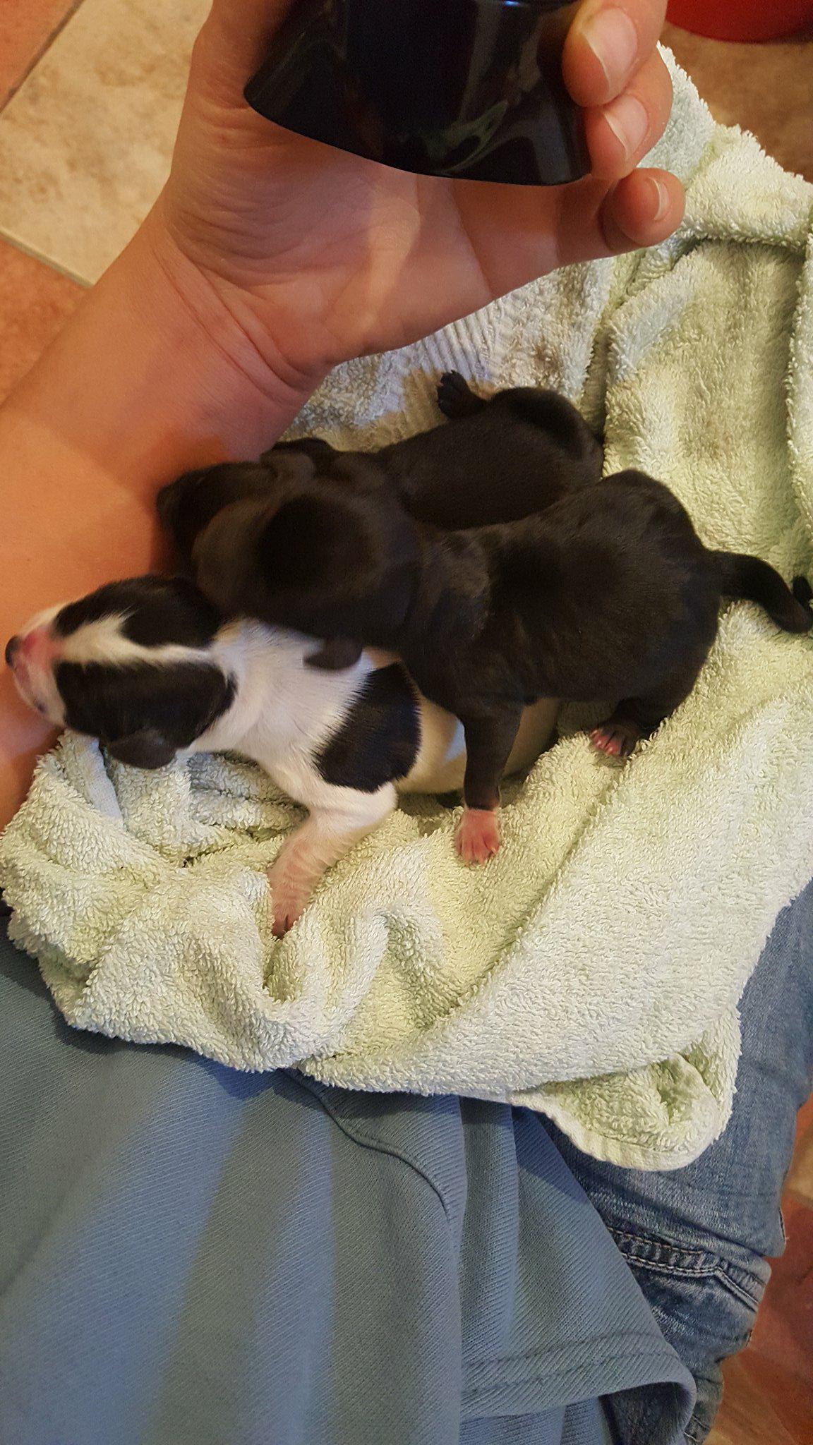 26037415_1886184088358931_699830435_o