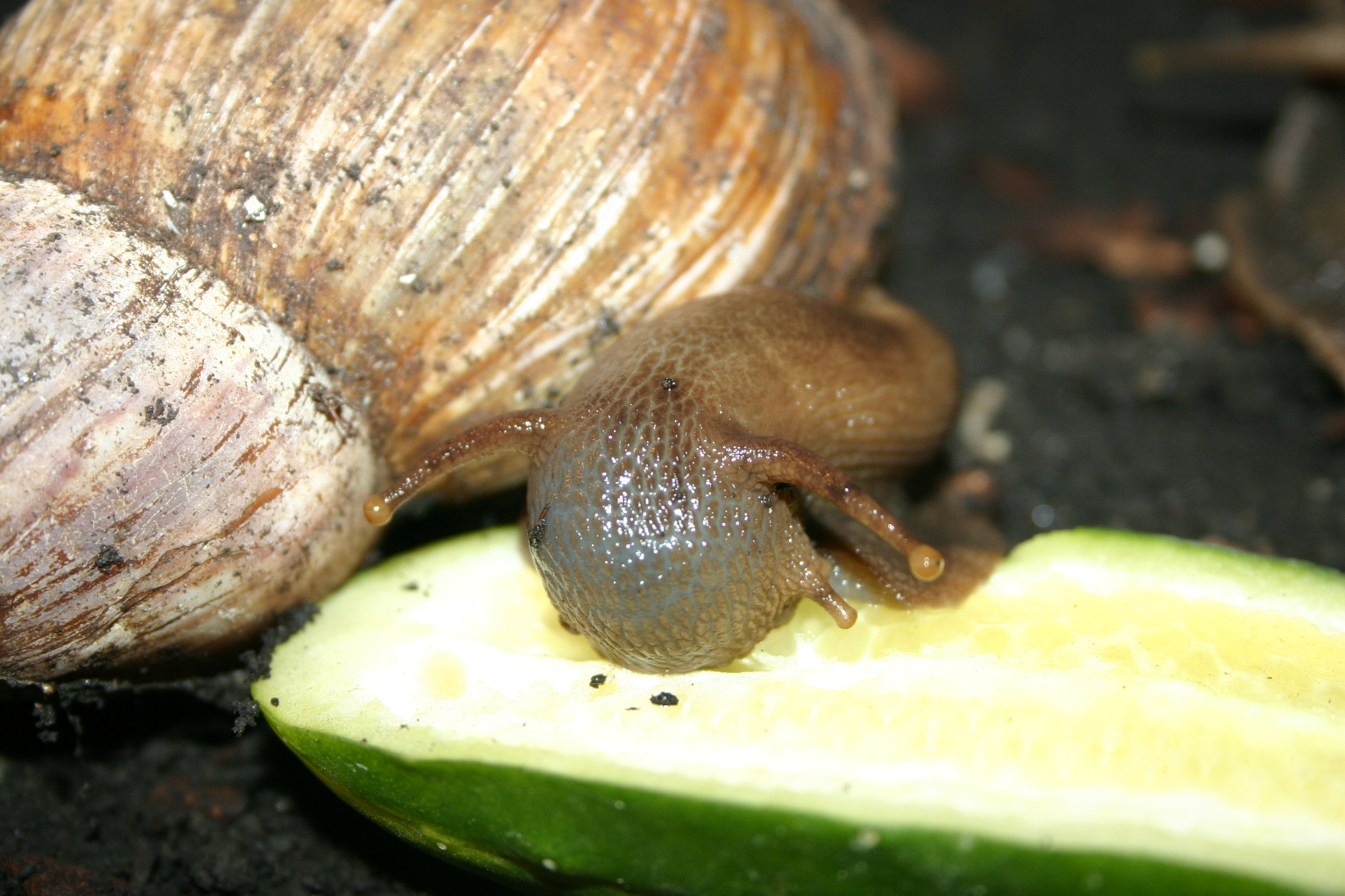 Achatina fulica_2007 (1)