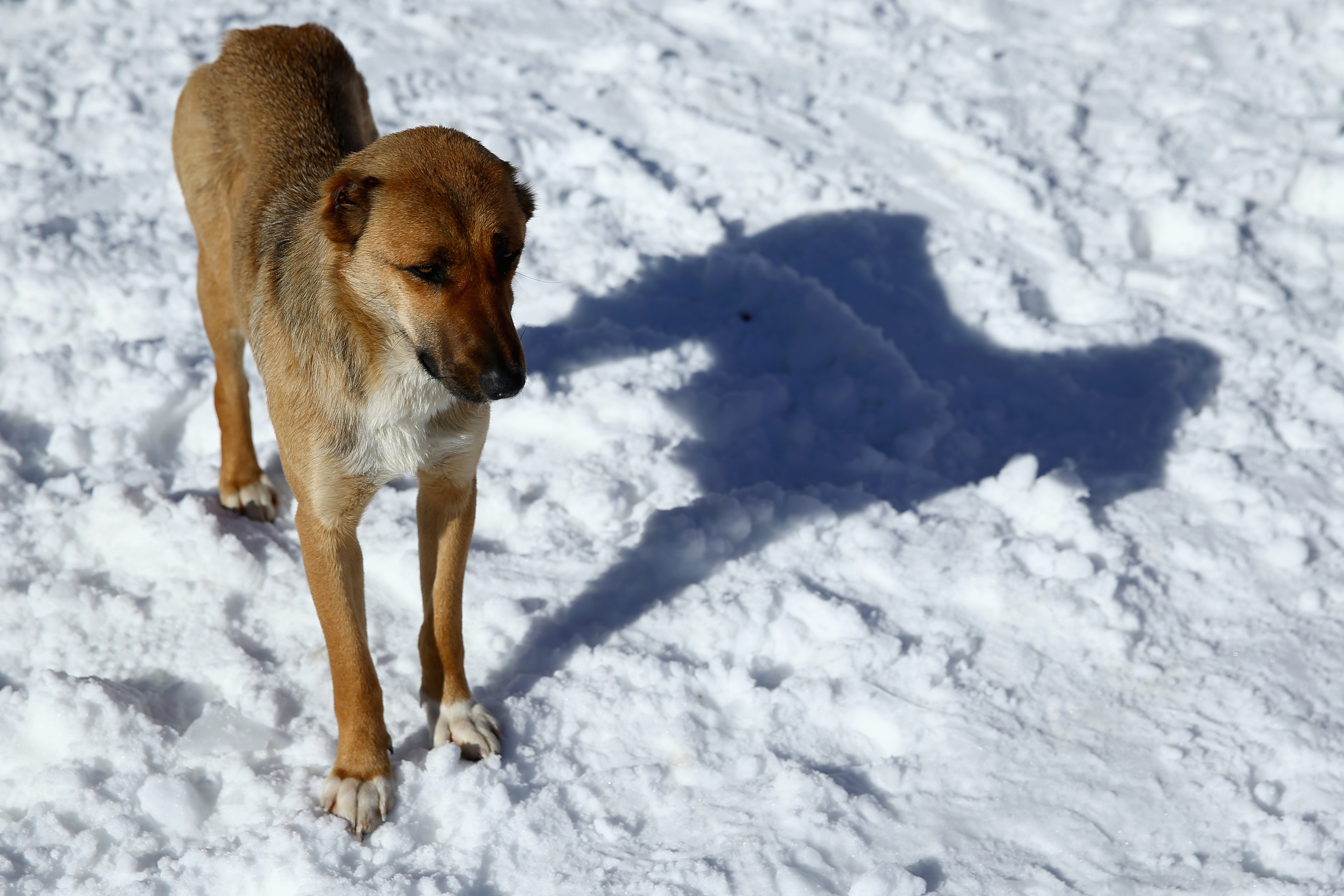 GettyImages-466808989