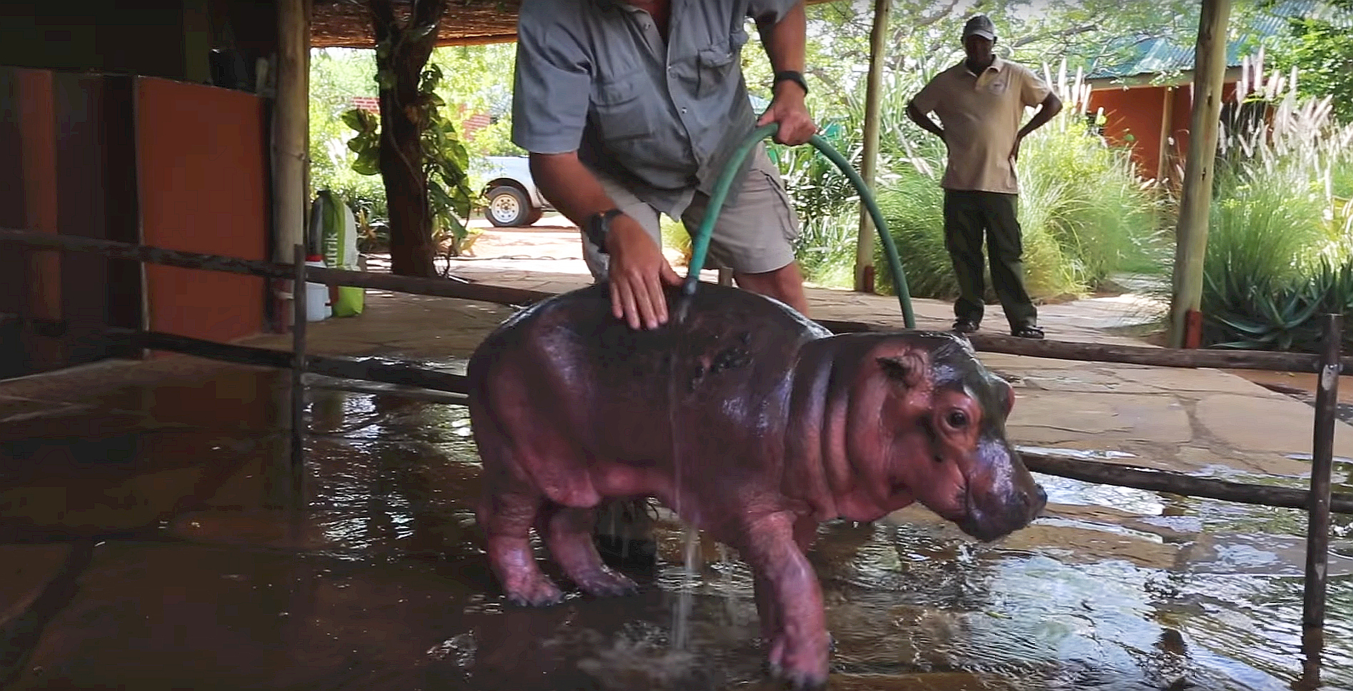 2017-02-14 09_39_24-The rescue of Humpty, the Little Hippo - YouTube