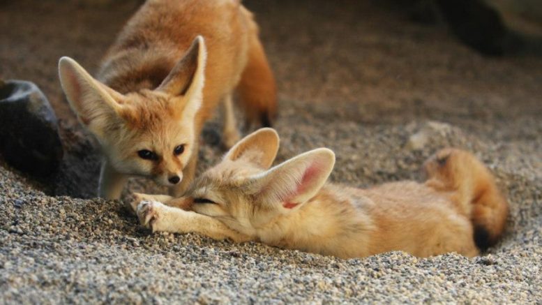 FOTO-zagrebacki-zoo-vrt-777x437