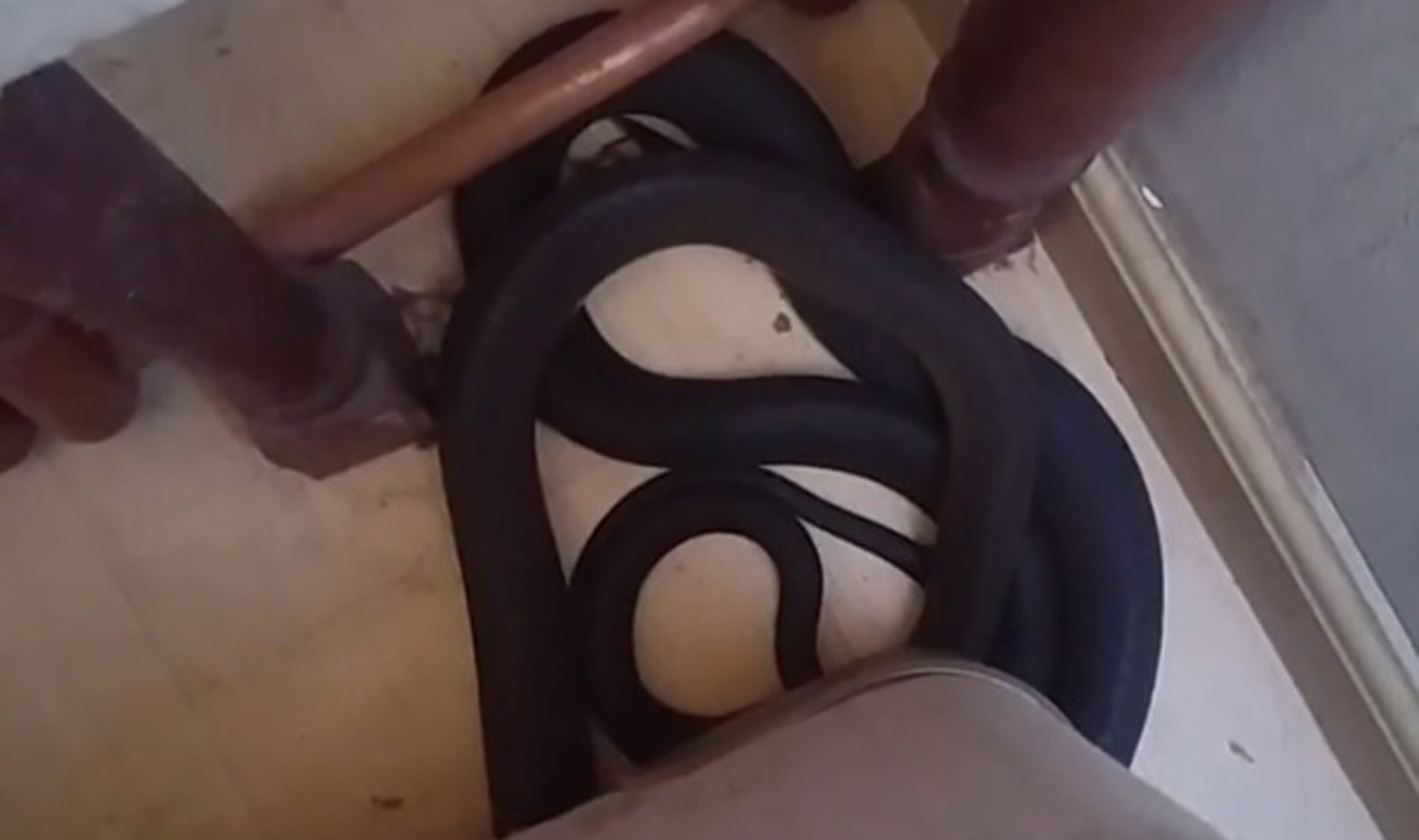 Crna mamba u spavaćoj sobi