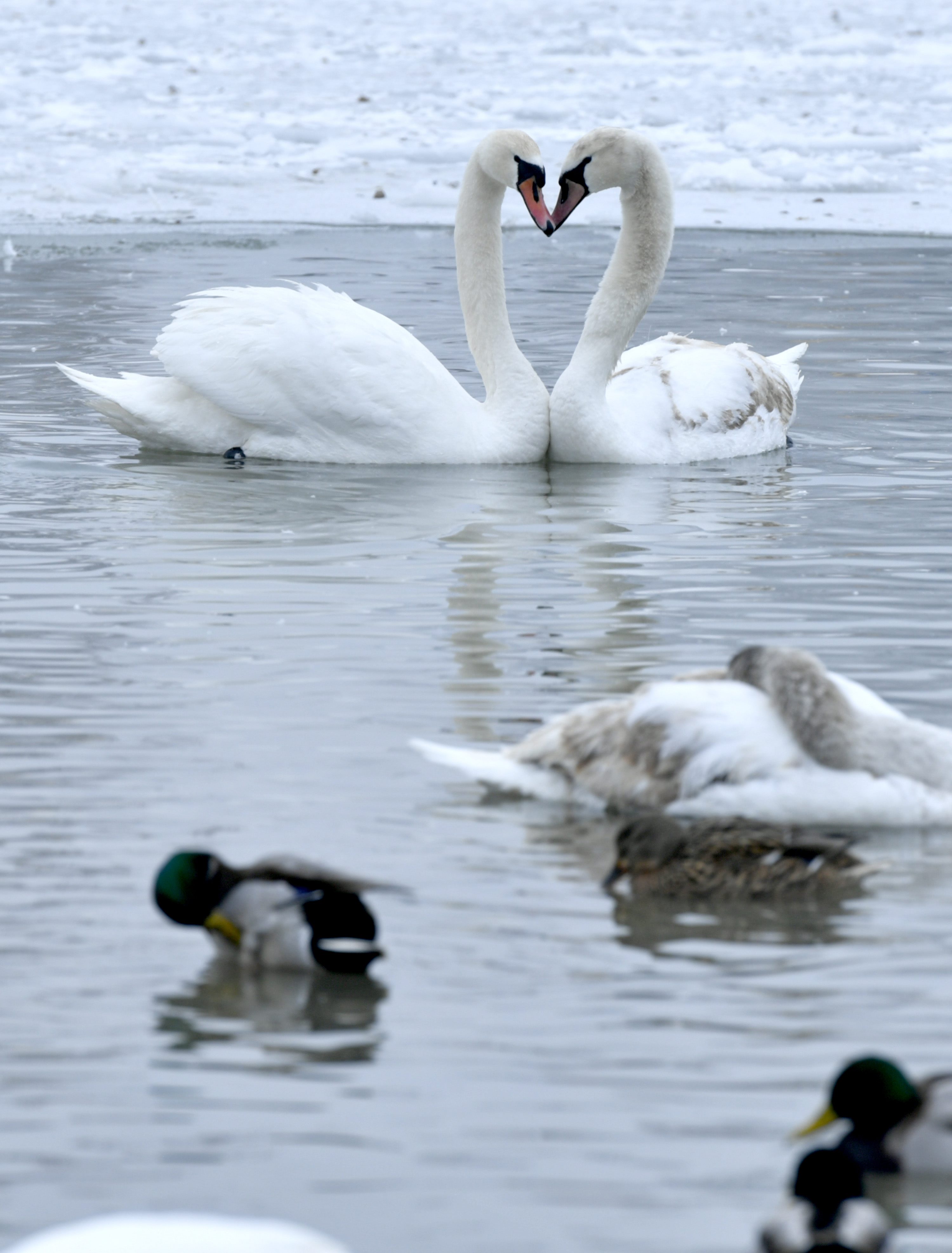 labudovi_bundek4-300117