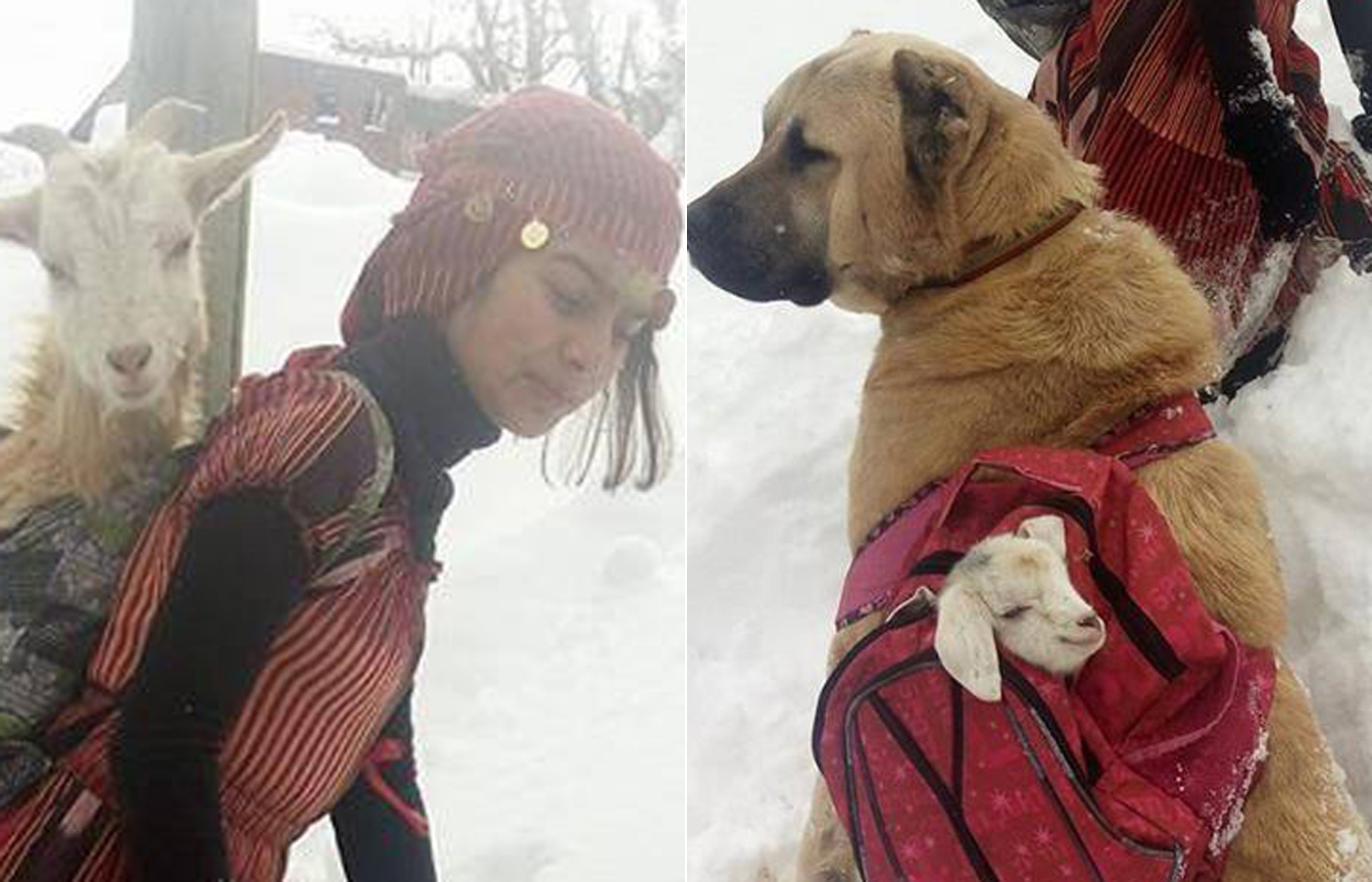 Hamdü-Sena-Bilgin-i-pas-Tom