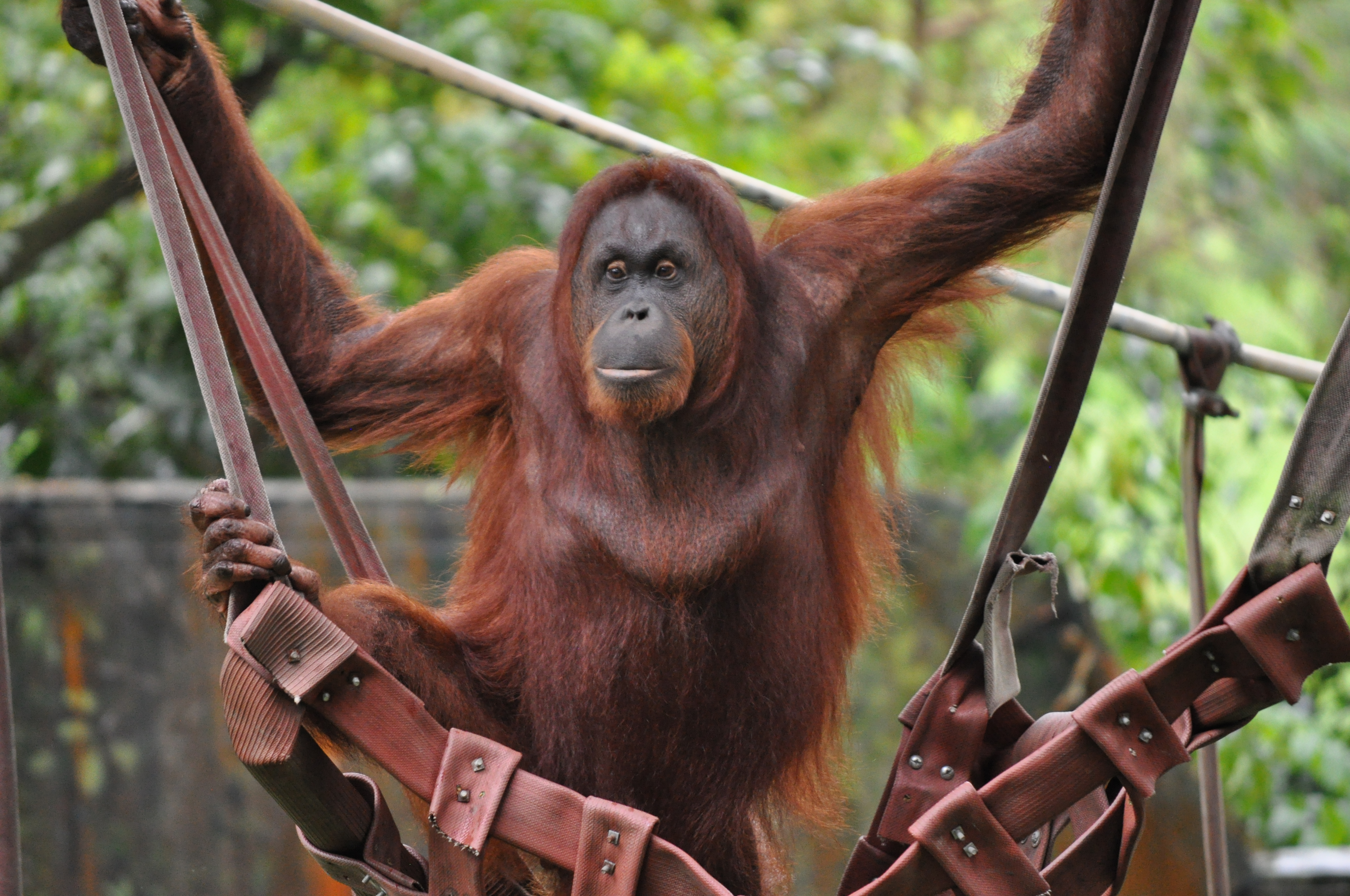 Orangutan_at_Kuala_Lumpur_Zoo_-_Kuala_Lumpur,_Malaysia.
