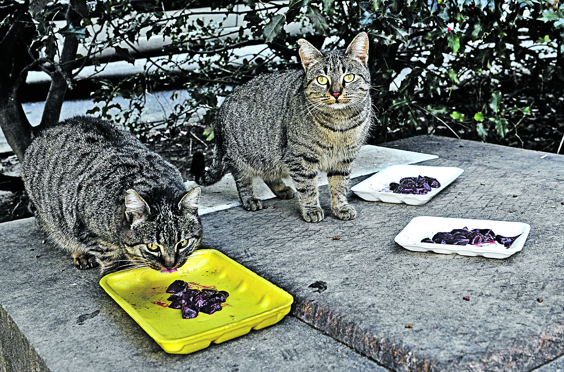 109599-141407-anticevic_macke4-160217