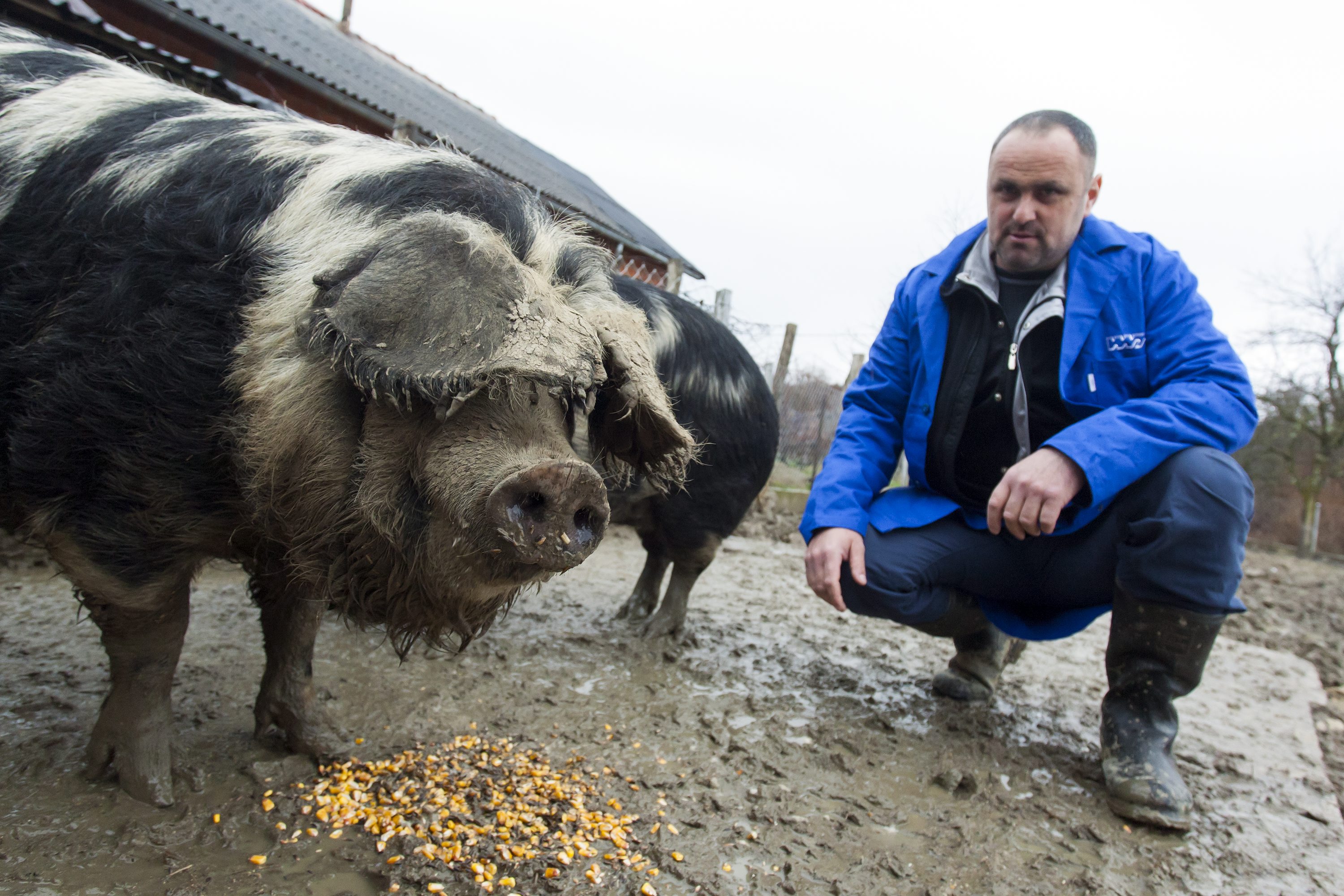 horvat_zeljko1-060317