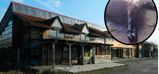 konji-e1490357388207-539x250