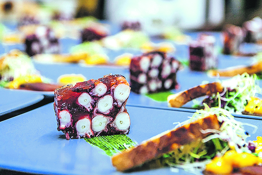 114495-146847-terina_hobotnica_DH