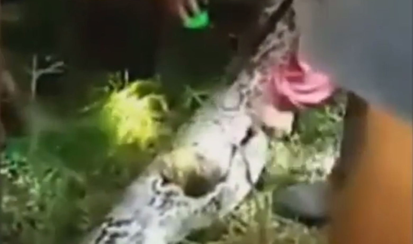 mrežasti piton otvaranje