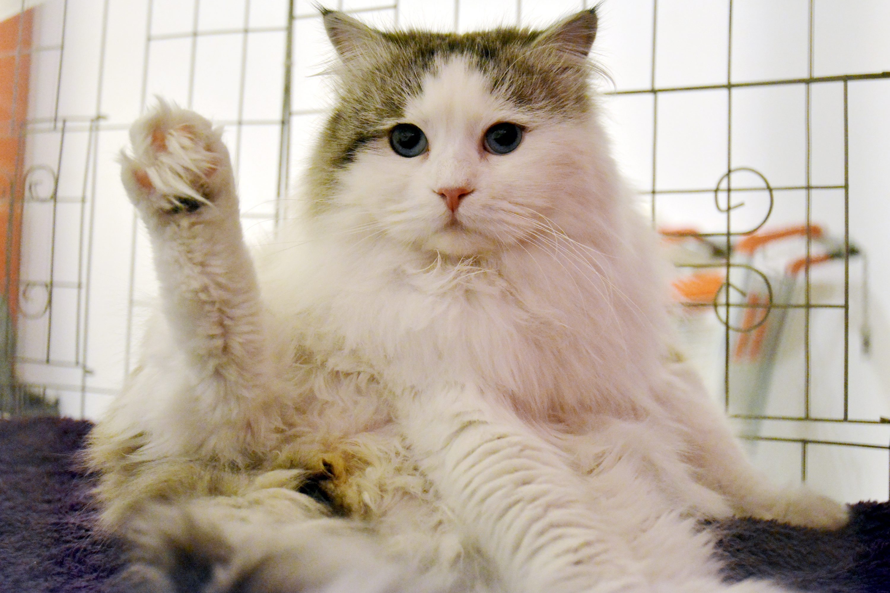 macke_izlozba12-040317