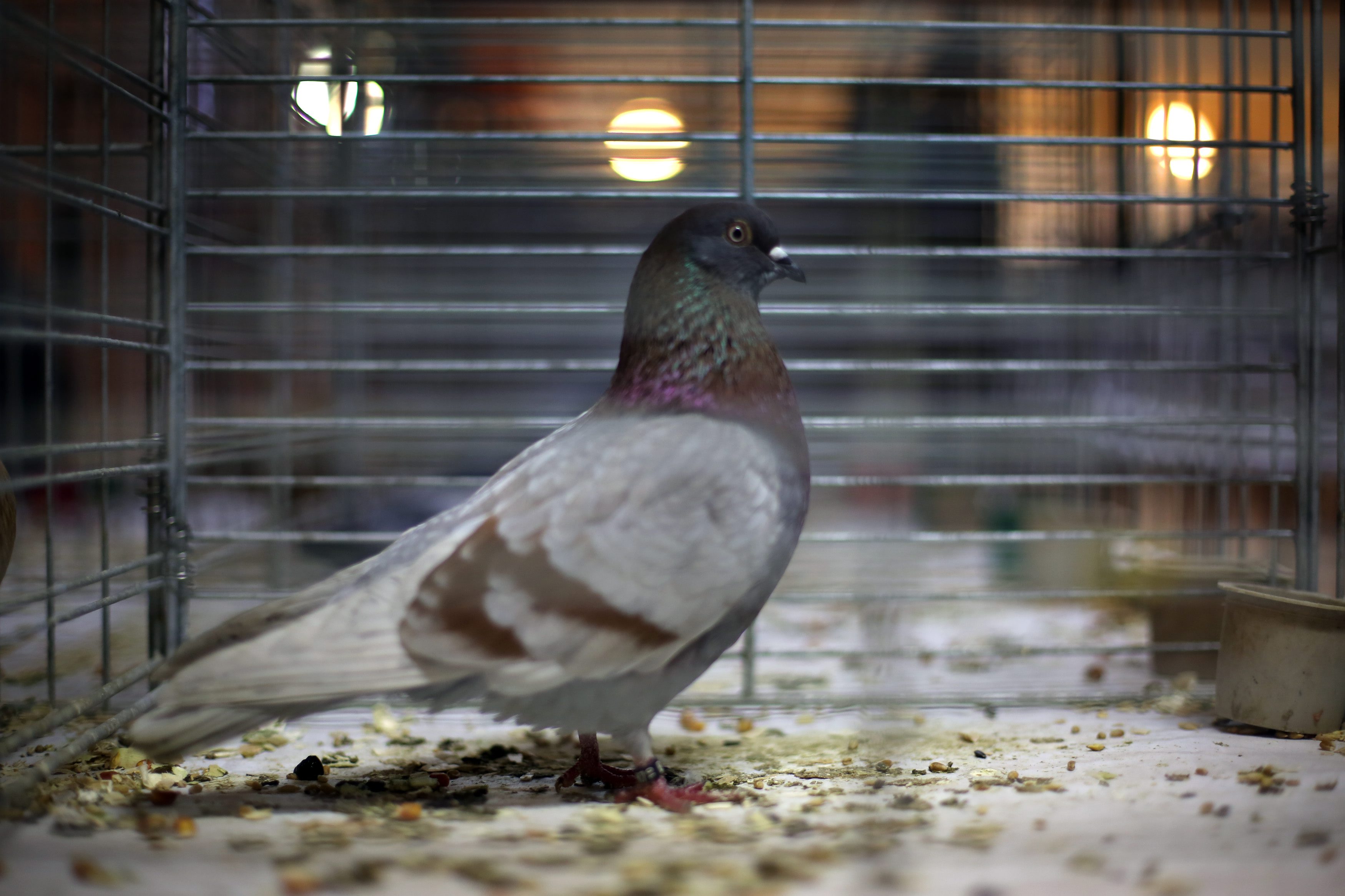 zivotinje_izlozba8-200113