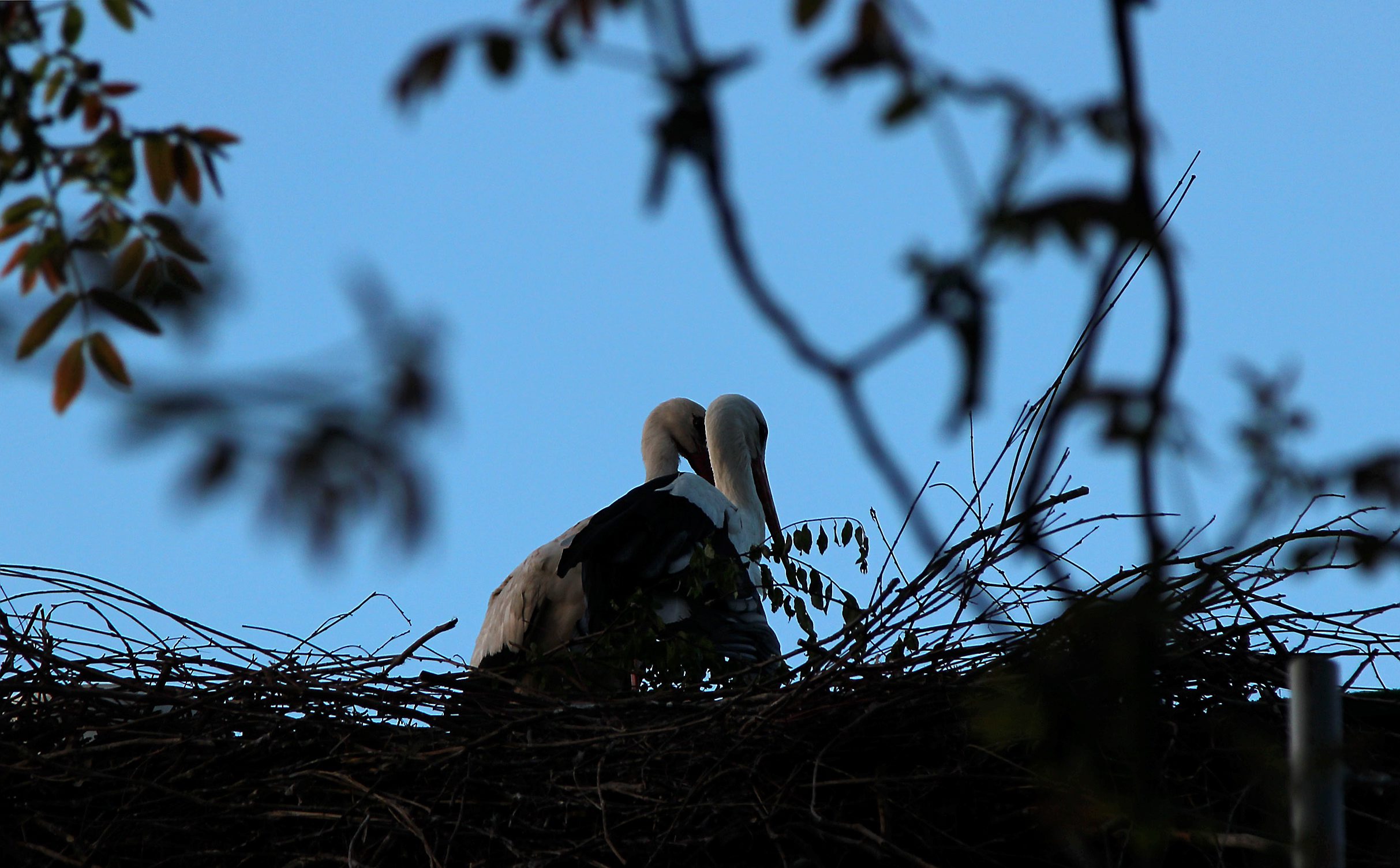 klepetan_malena11-120417