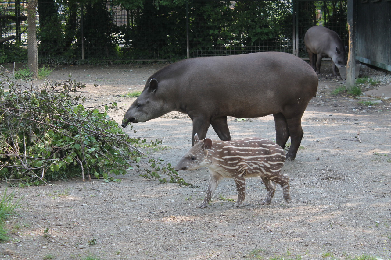 Tapirica Tara s roditeljima