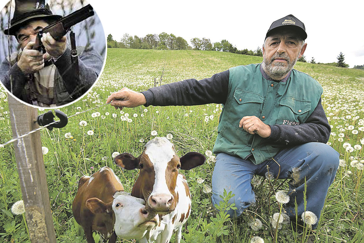 Celjak pored električne žice koje su njegove krave zaobišle. Ističe da već danima obilazi i zove institucije, ali nije dobio pomoć