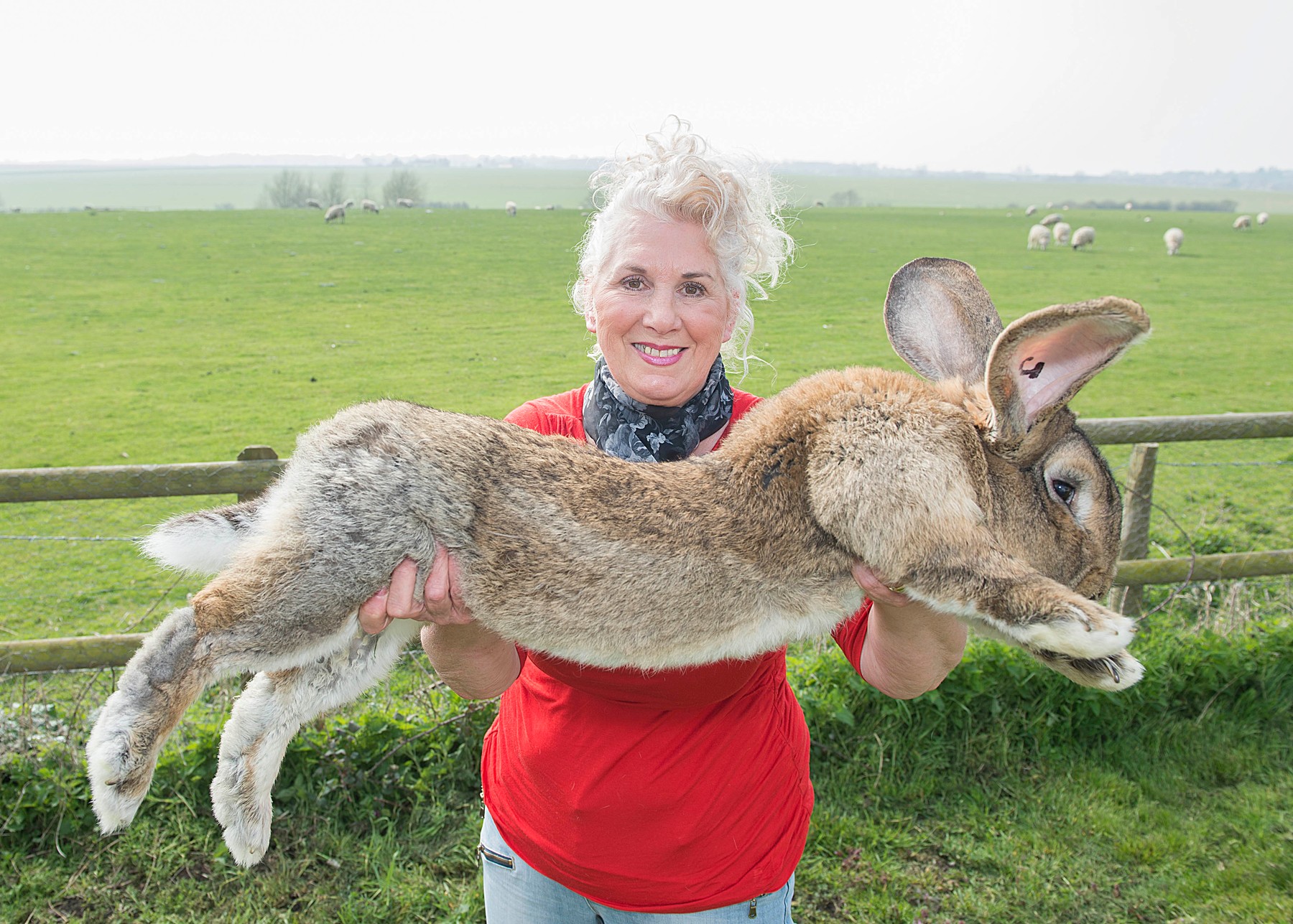 Najveći zec na svijetu, Darius, otac sirotog Simona, s vlasnicom Annette Edwards