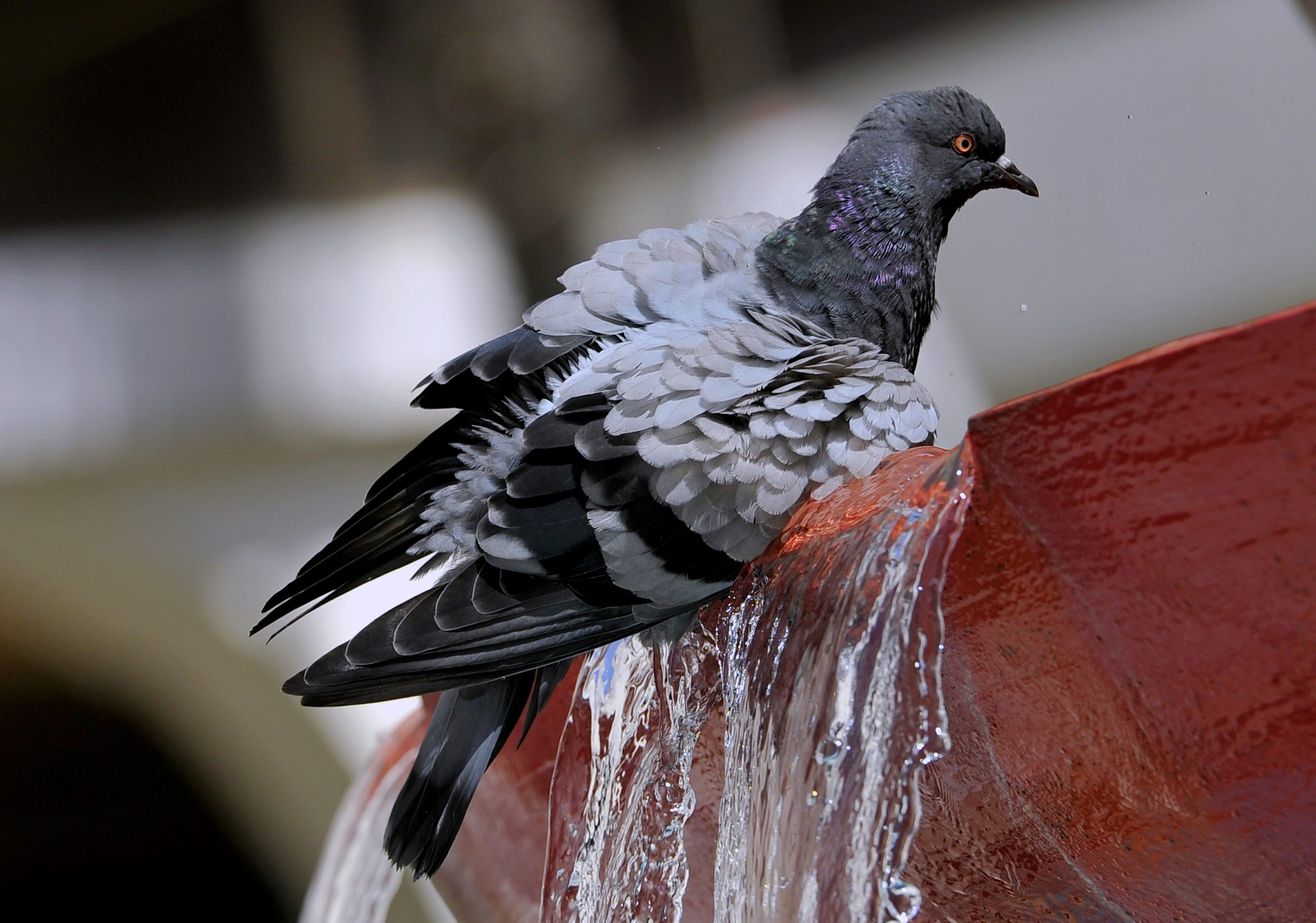 golub_fontana2-240716