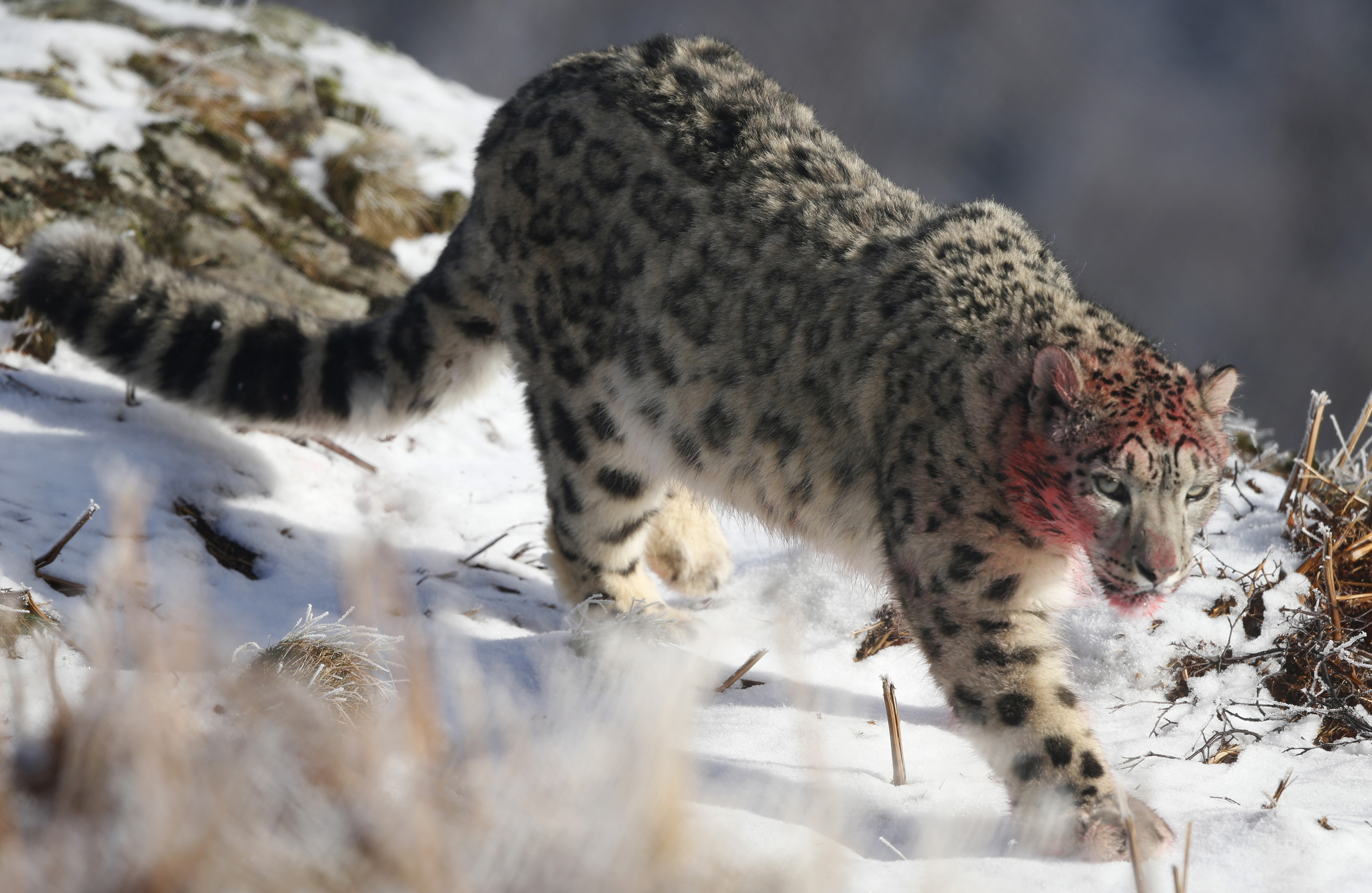 Ilustracija, snježni leopard