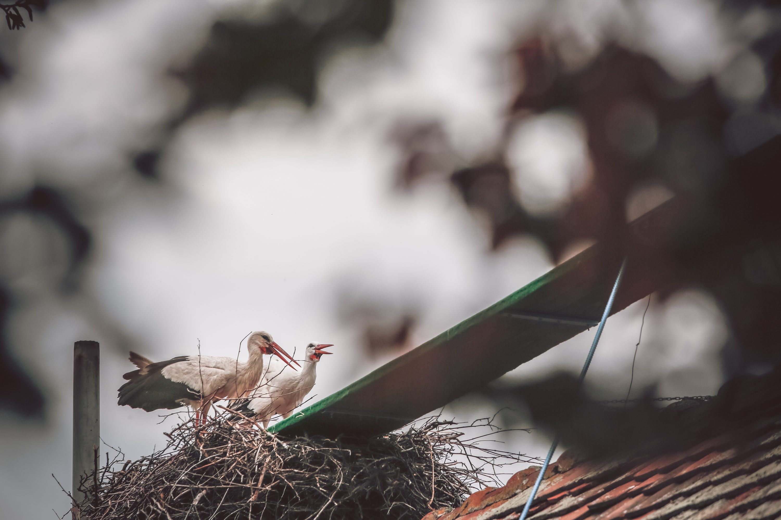 roda_malena11-040417