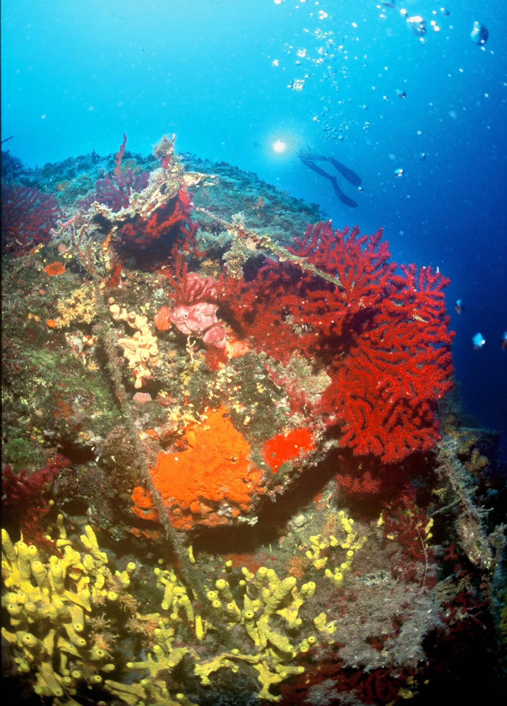 st-koralji_gorgonija1709