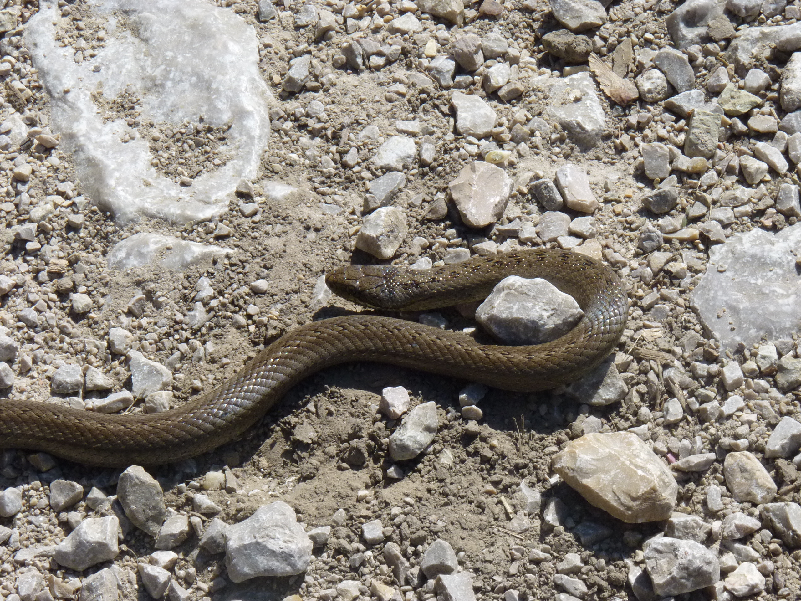 Aesculapian_Snake_in_Gerecse