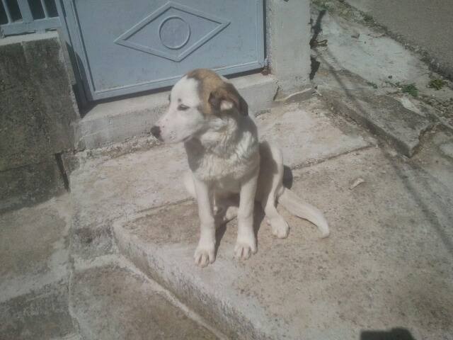 18620081_457819047886755_1759224685096164739_n