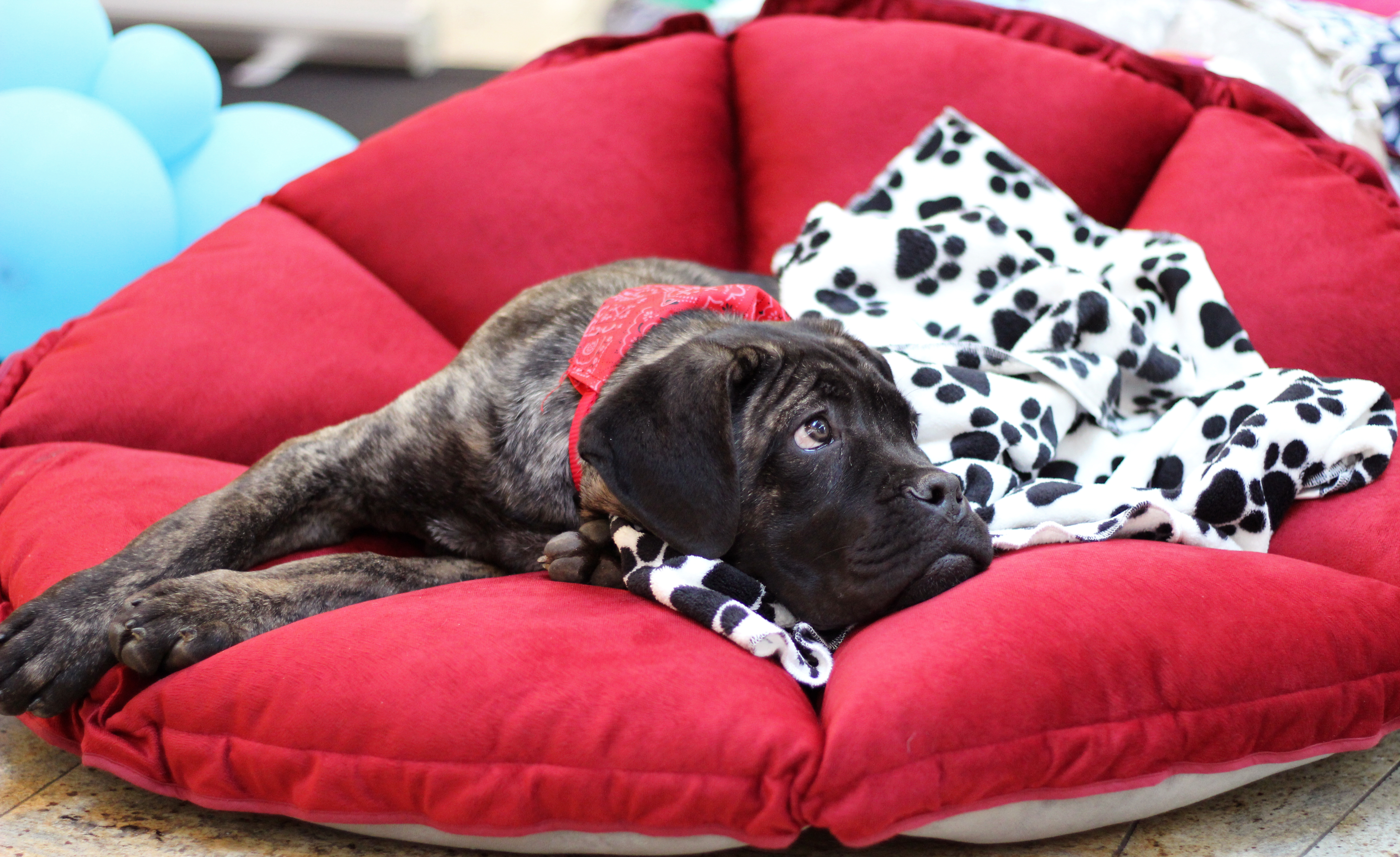 Cozy in Shell, Nappy Time Blanky