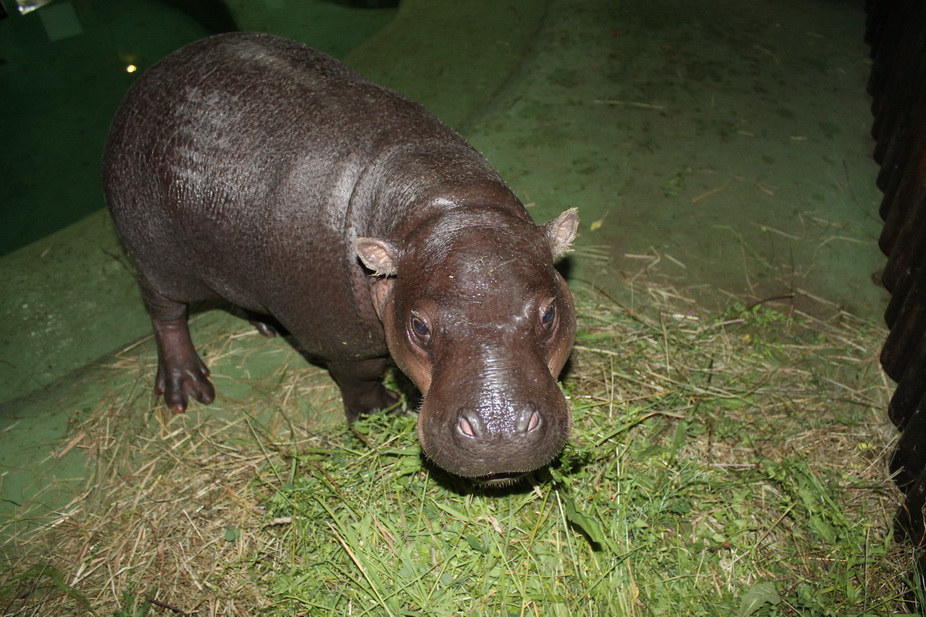 Patuljasta vodenkonjica_3_1