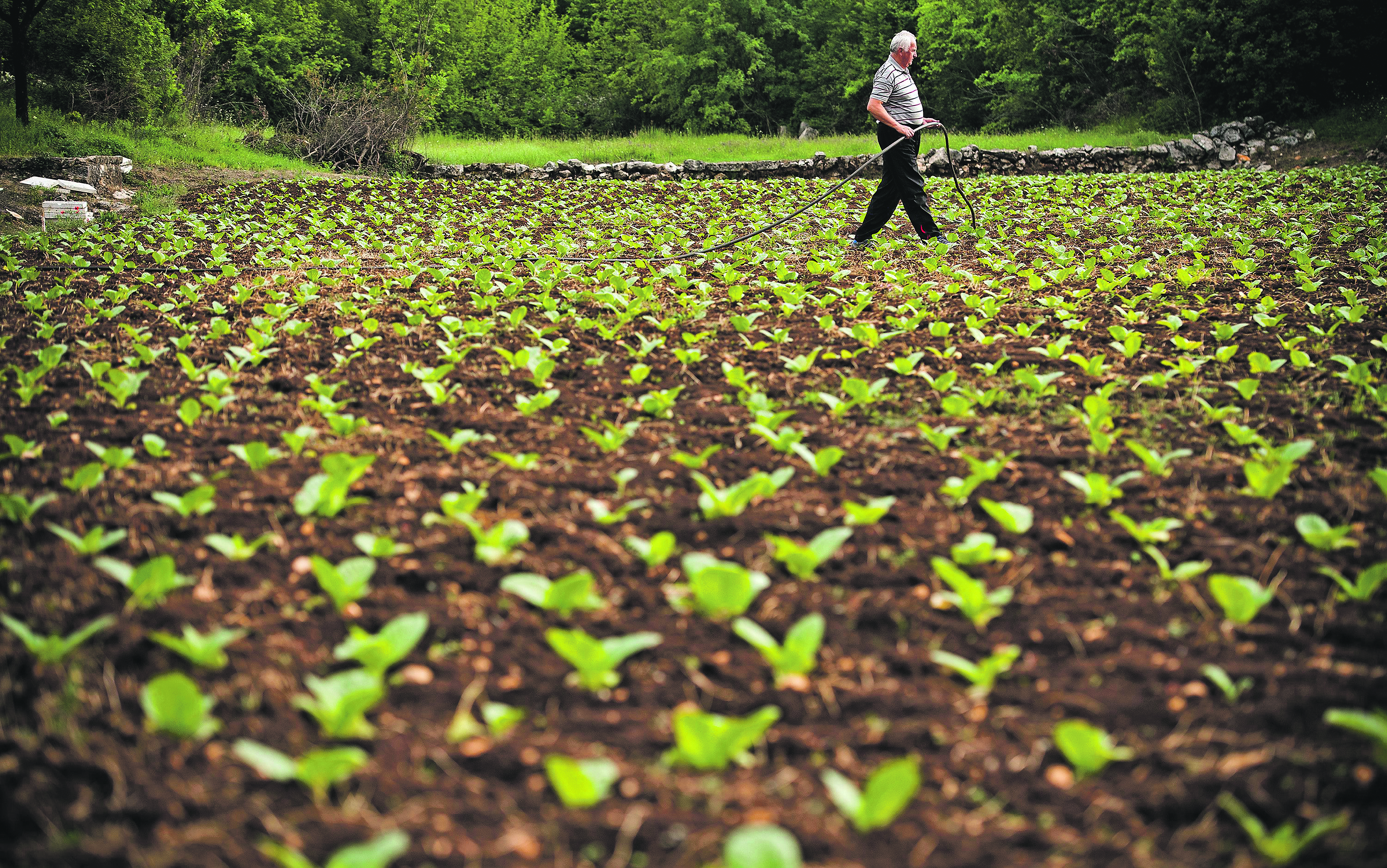 Na fotografiji: Gojko Pezer