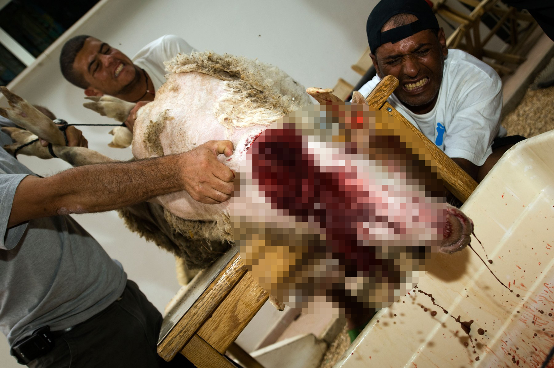 Klanje ovce po košer pravilima u Izraelu