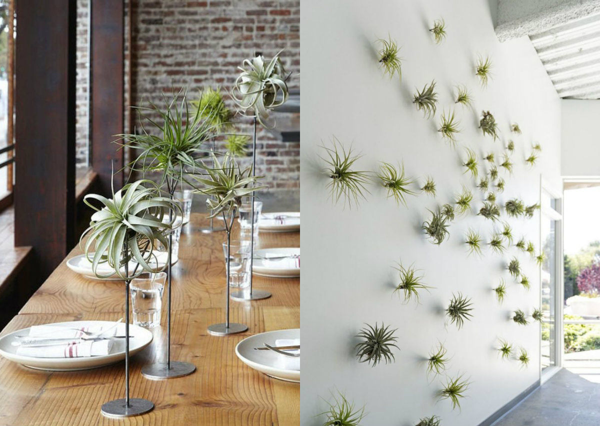 Biljke zraka collage